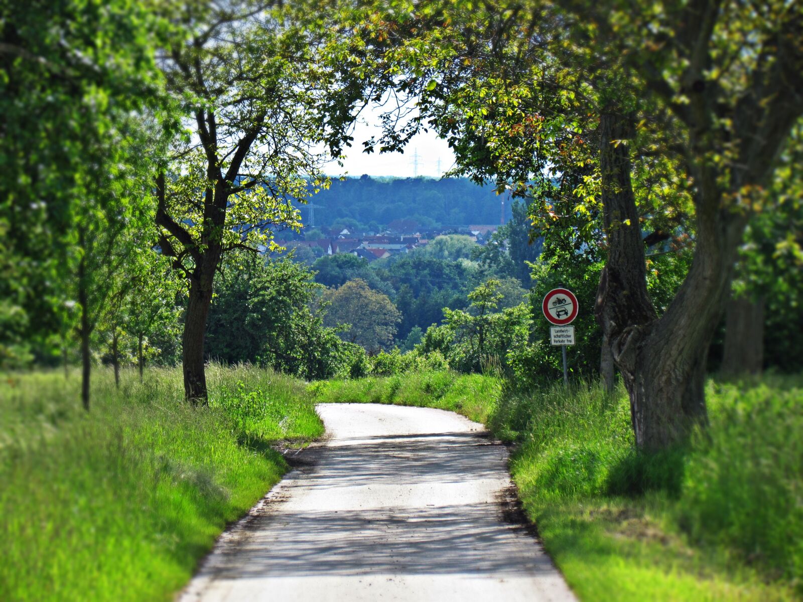 Canon PowerShot SX30 IS sample photo. Landscape, nature, tree photography