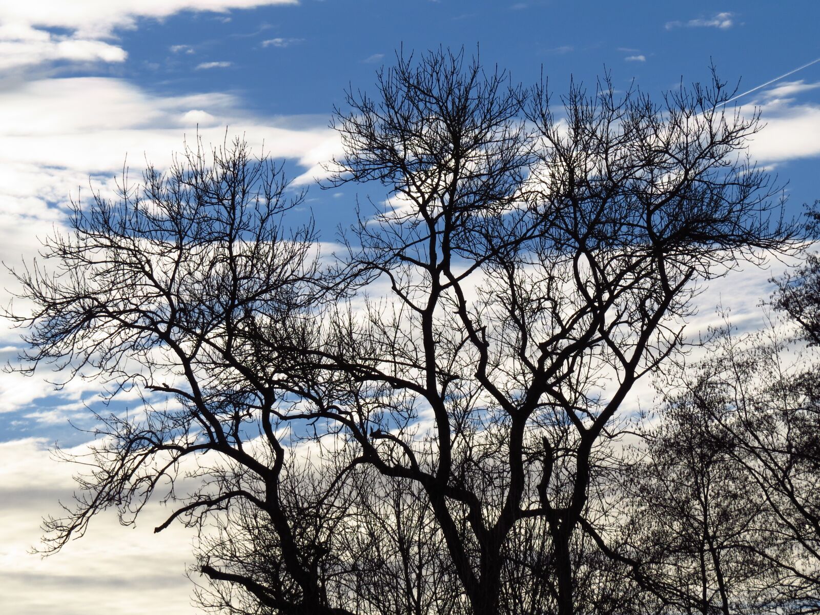 Canon PowerShot SX50 HS sample photo. Tree, gnarled, aesthetic photography