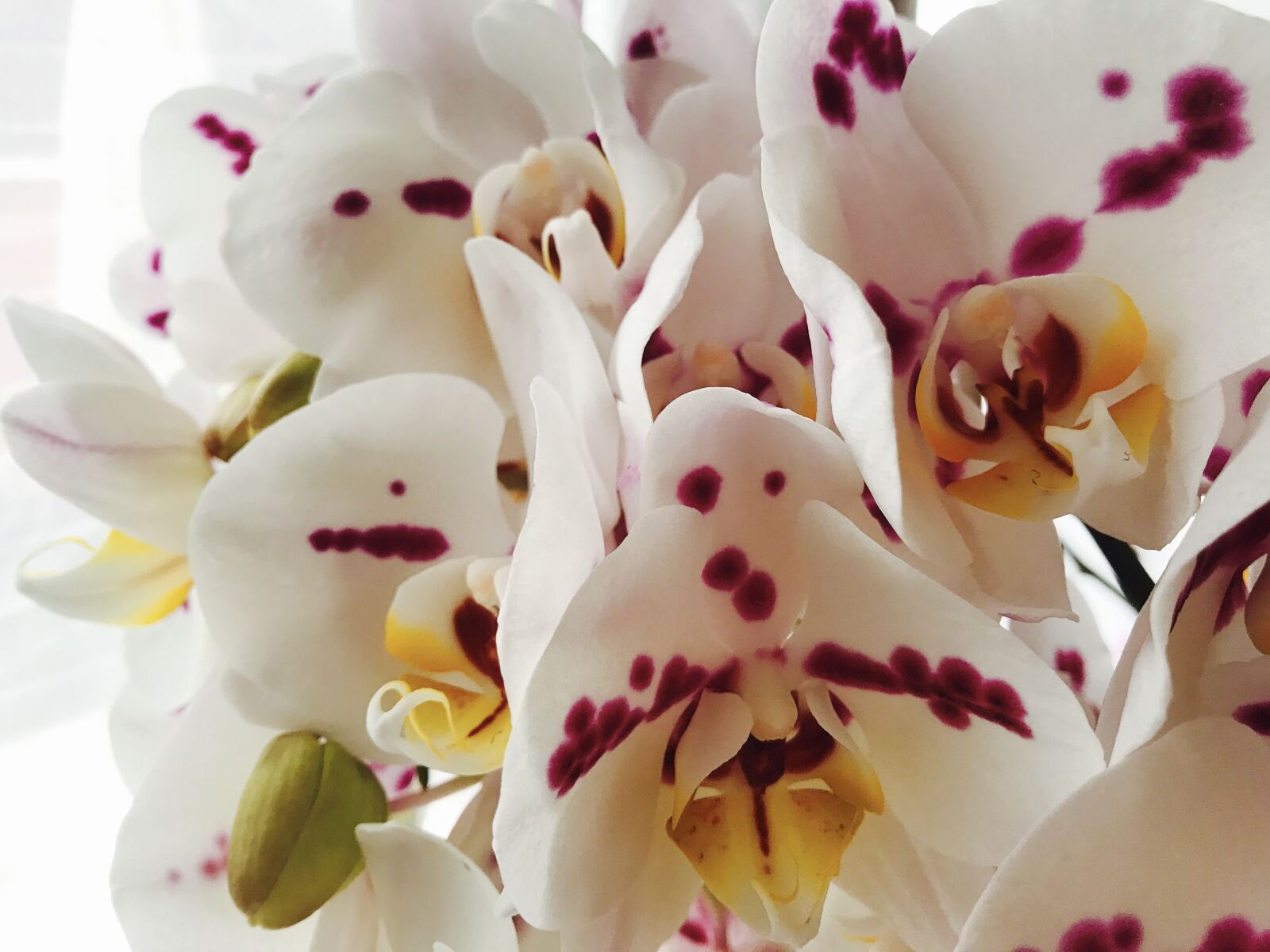 Apple iPhone 7 sample photo. Orchid, flower, blossom photography