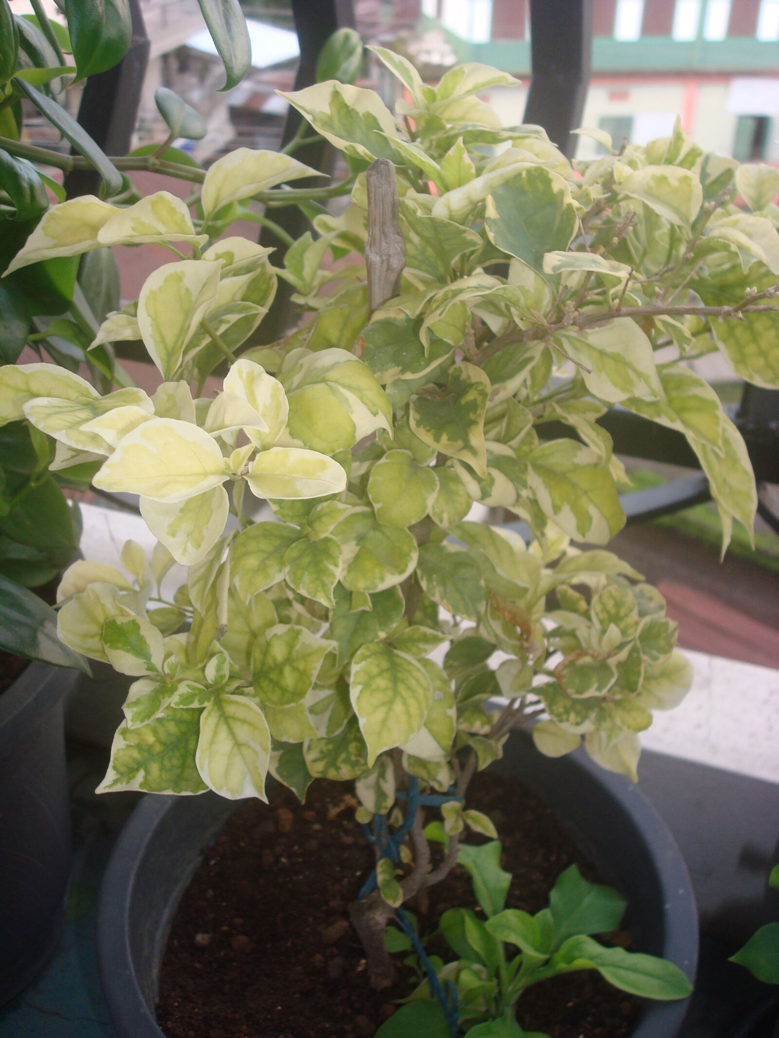 Sony DSC-W80 sample photo