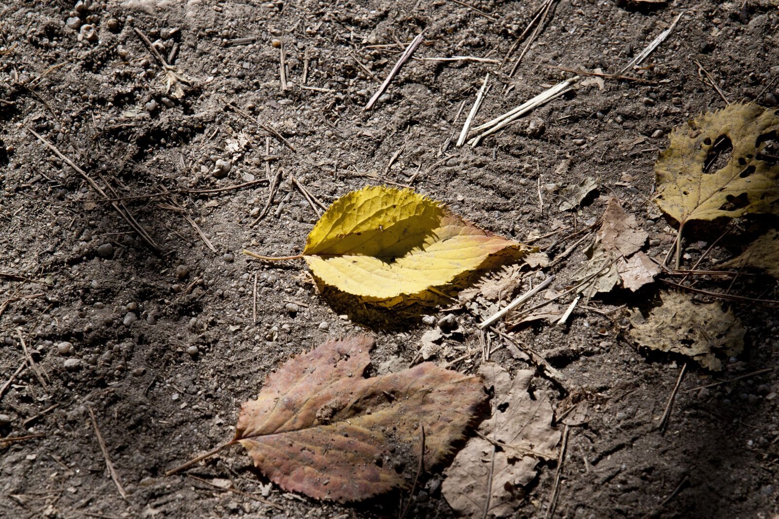 Canon EOS 5D sample photo. Autumn leaves, leaves, autumn photography