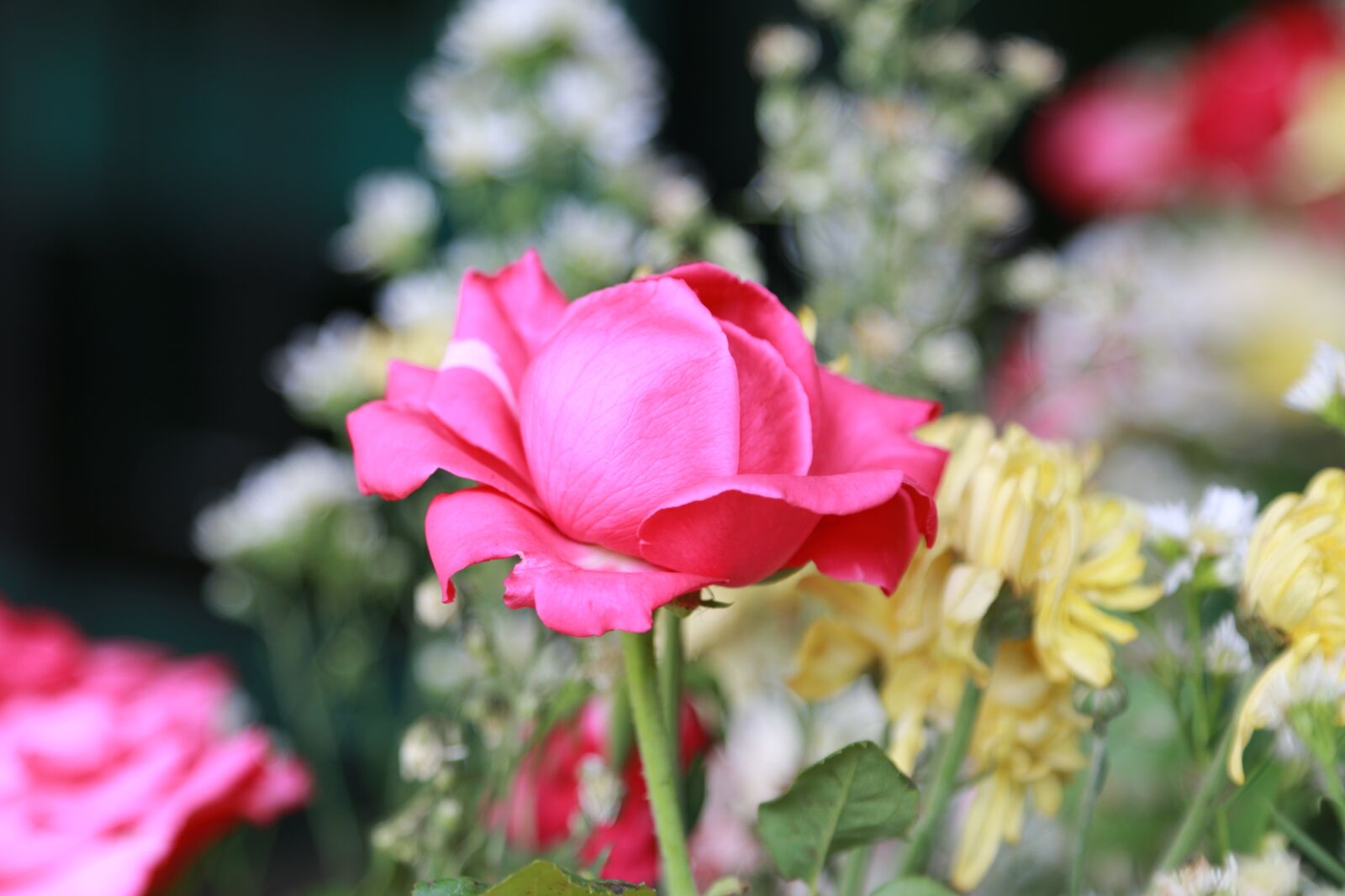 Canon EOS 70D + Canon EF 24-105mm F4L IS USM sample photo. Roses, pink, flower photography