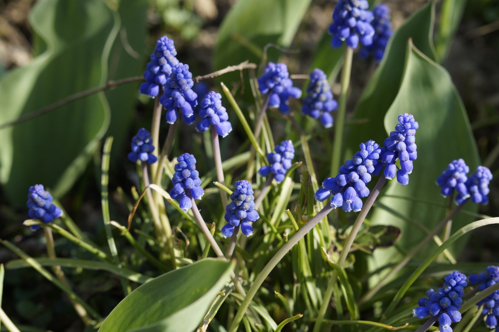 Sony SLT-A58 sample photo. Hyacinth, blue, ornamental plant photography