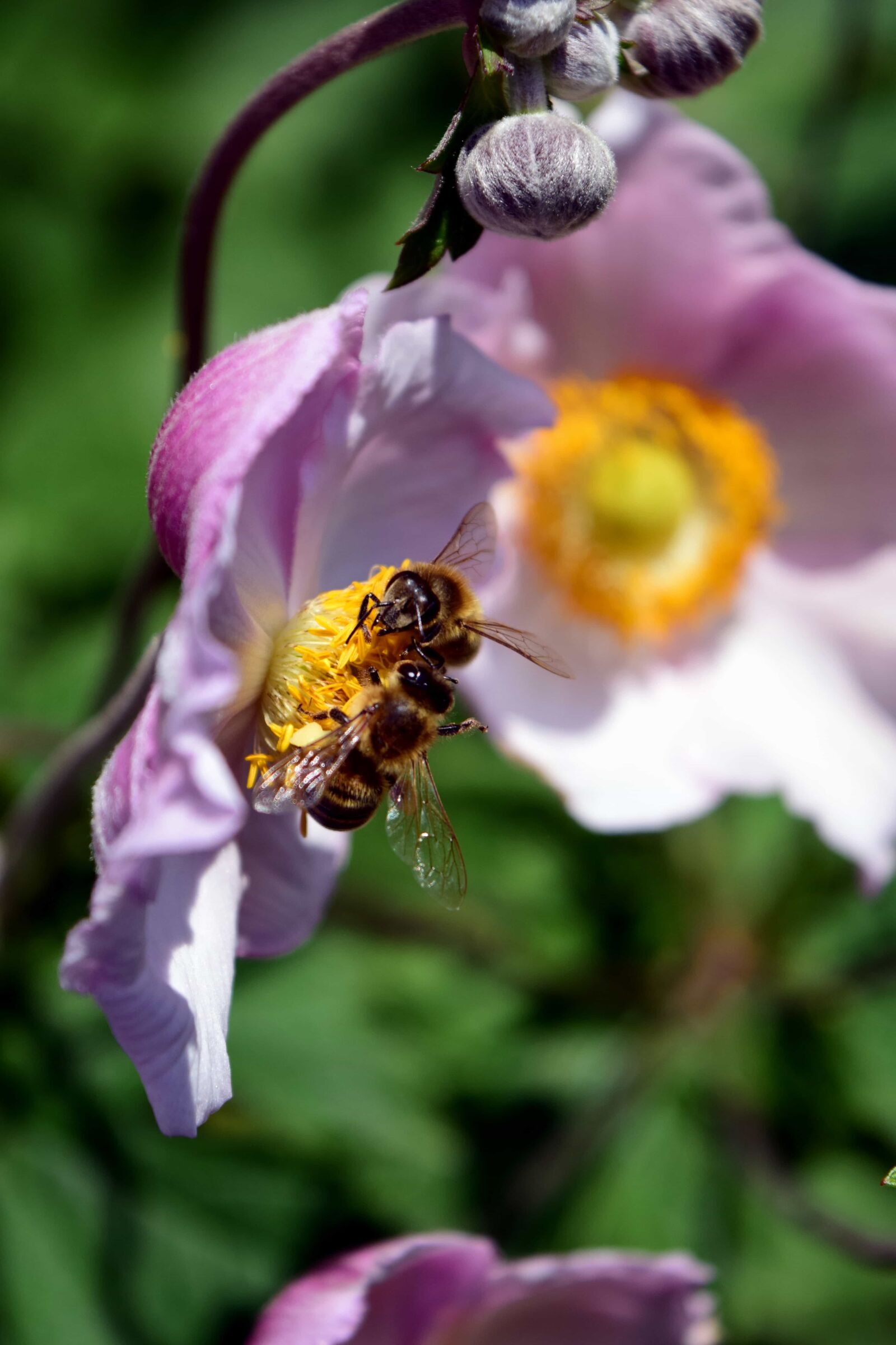 Nikon D3300 sample photo. Pistil, macro, nature, flower photography