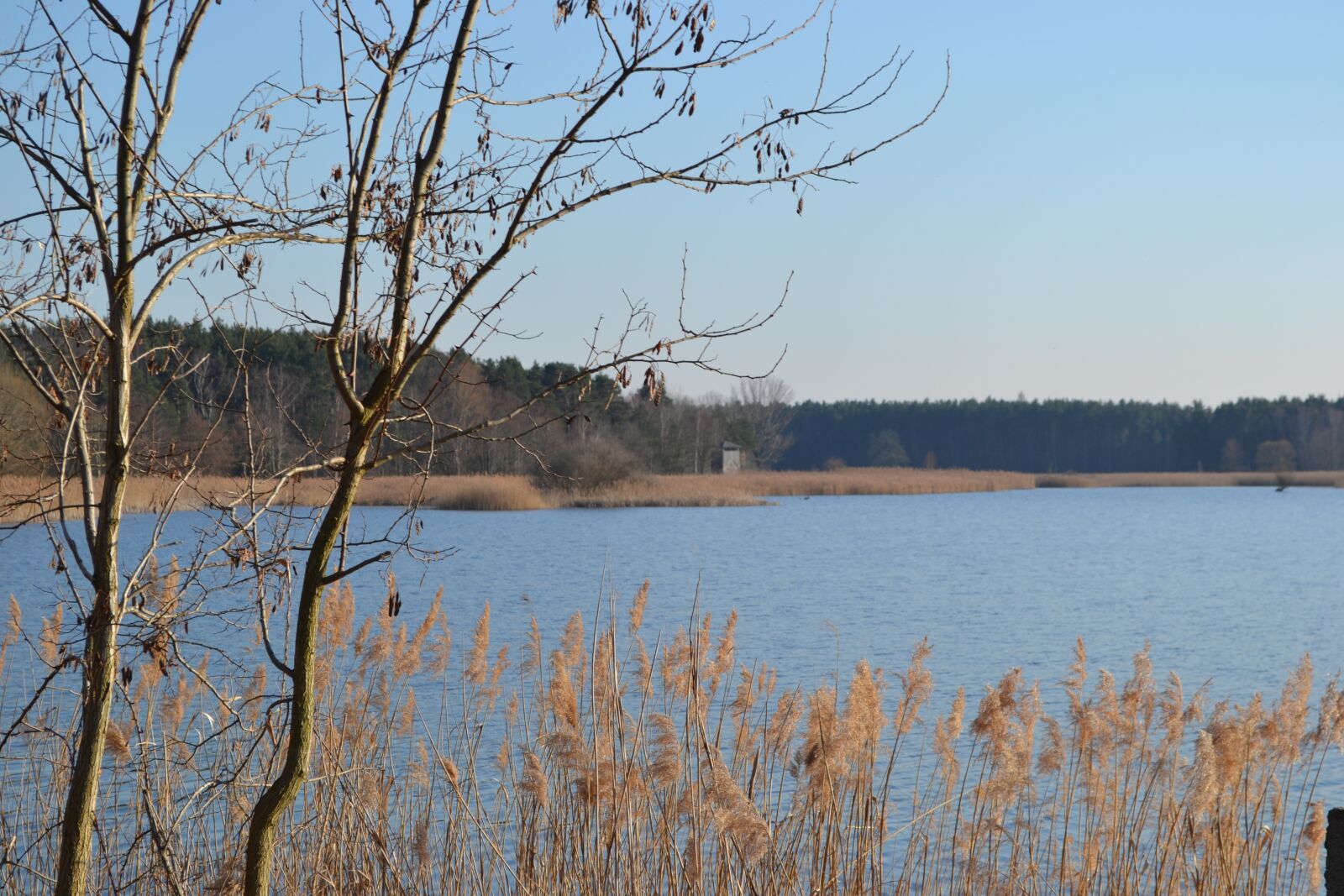 Nikon D3100 sample photo. Pond, reed, spring photography