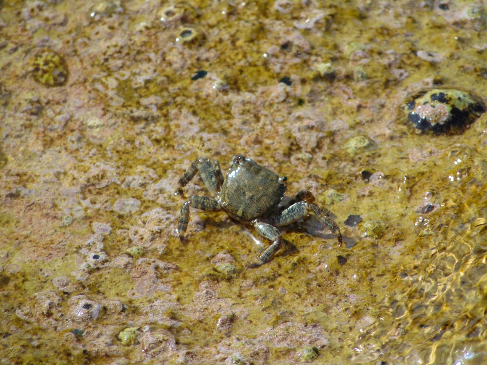 Sony Cyber-shot DSC-H300 sample photo. Sea, craw, nature photography