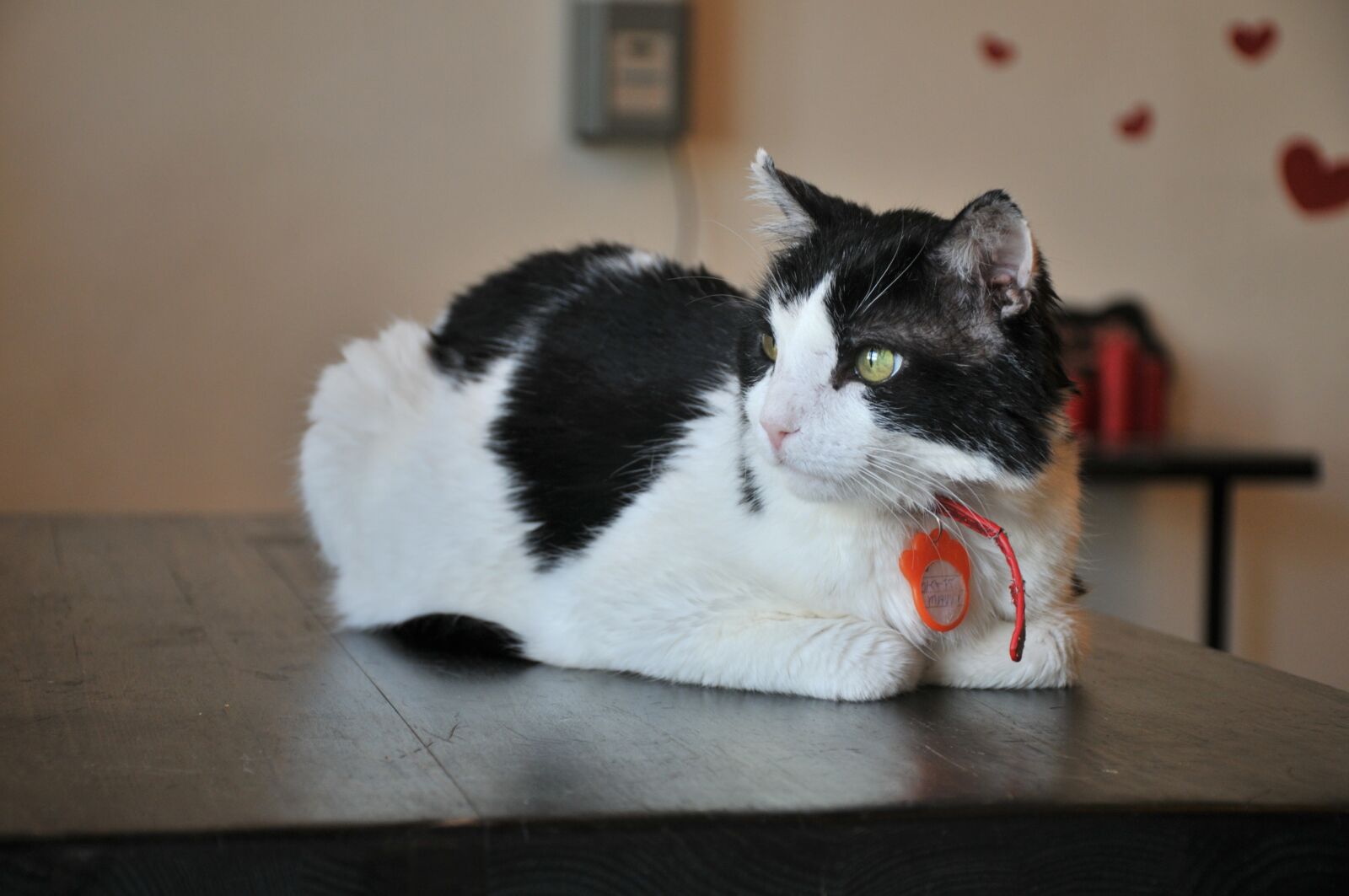 Nikon D300S sample photo. Cat, black and white photography