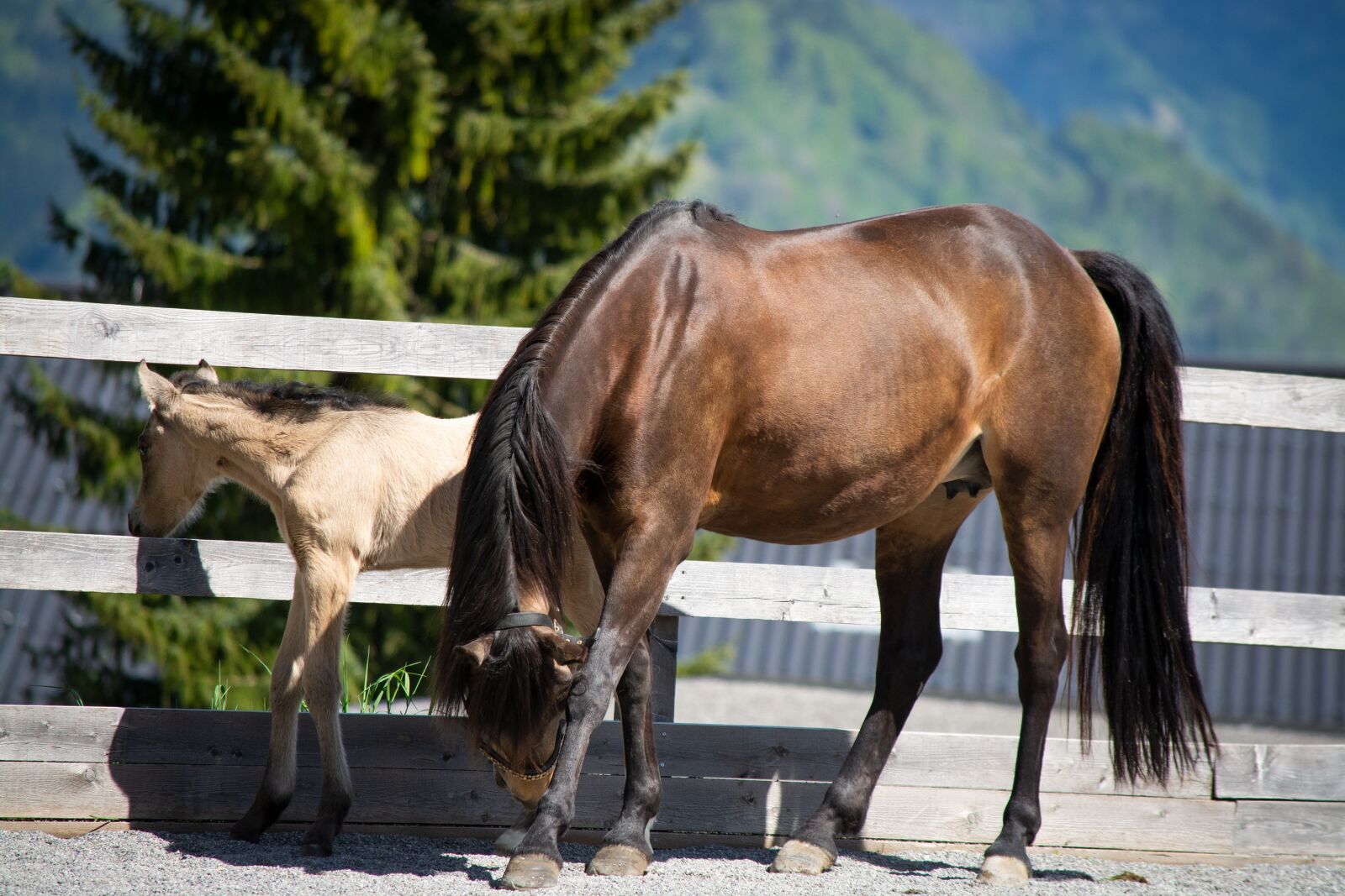 Nikon D7100 sample photo. Horses, pony, coupling photography