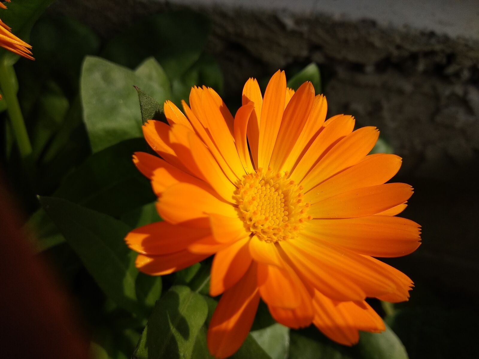 Xiaomi Mi A1 sample photo. Flower, orange, orange flower photography