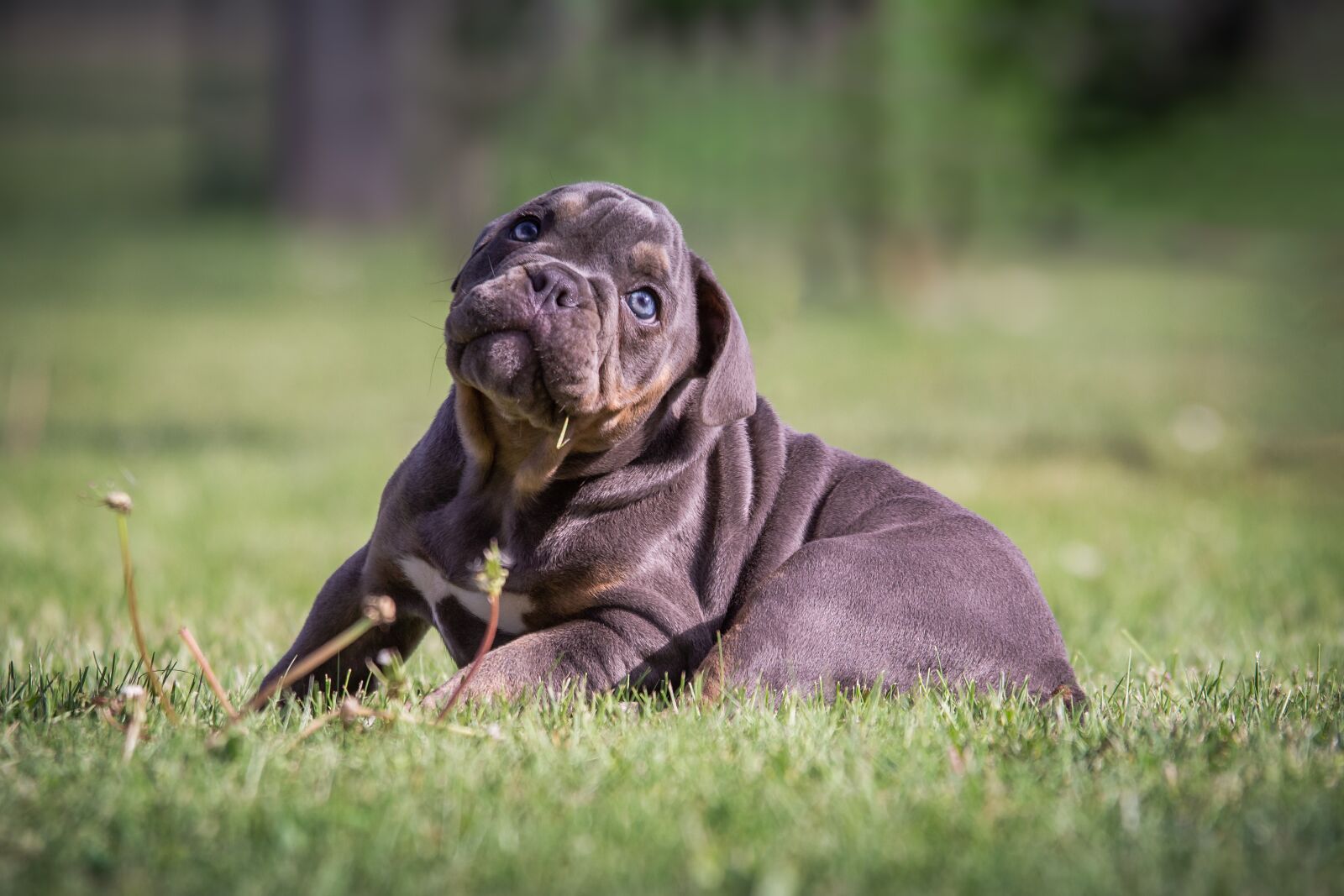 Nikon D7200 sample photo. Puppy, bulldog, dog photography
