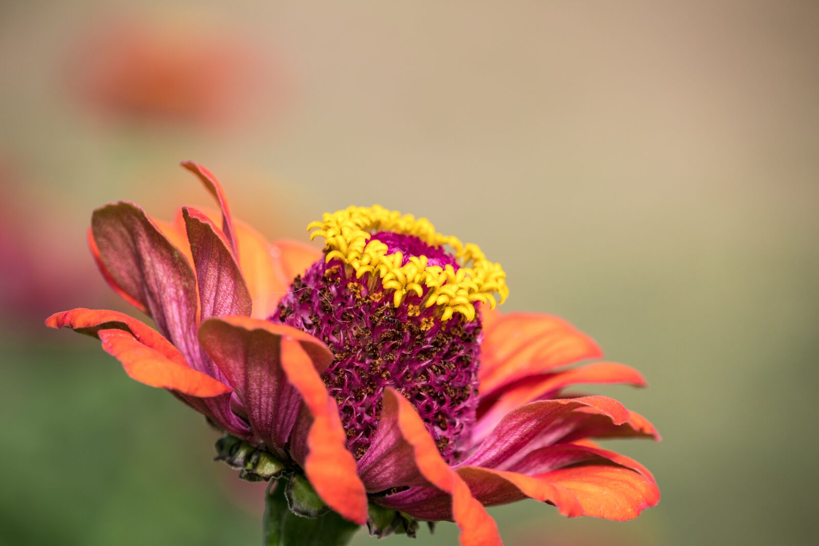 Canon EF-S 55-250mm F4-5.6 IS STM sample photo. Zinnia, blossom, bloom photography