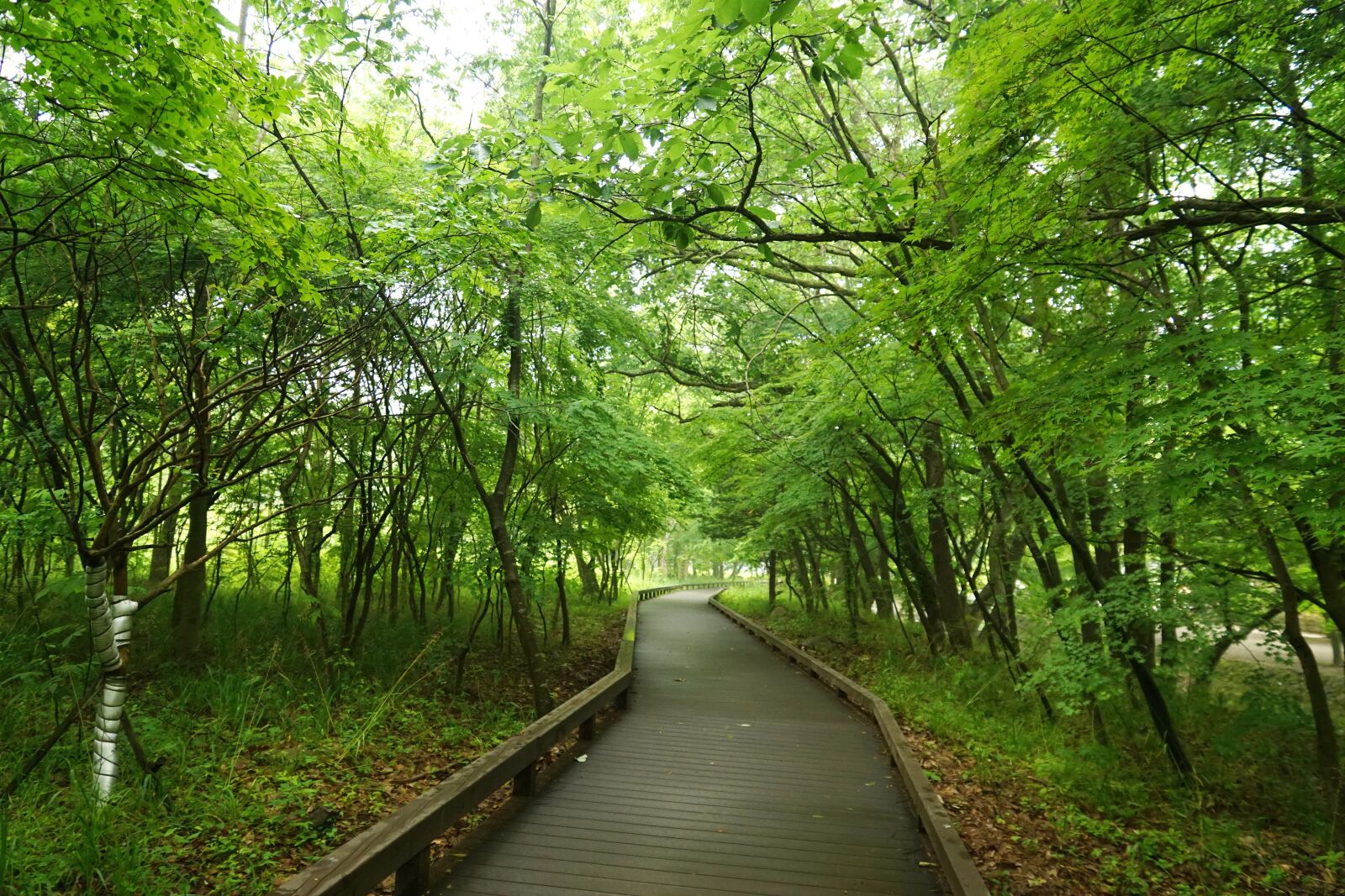 Sony ILCA-77M2 + Sony DT 16-50mm F2.8 SSM sample photo. Forest, shade, nature photography