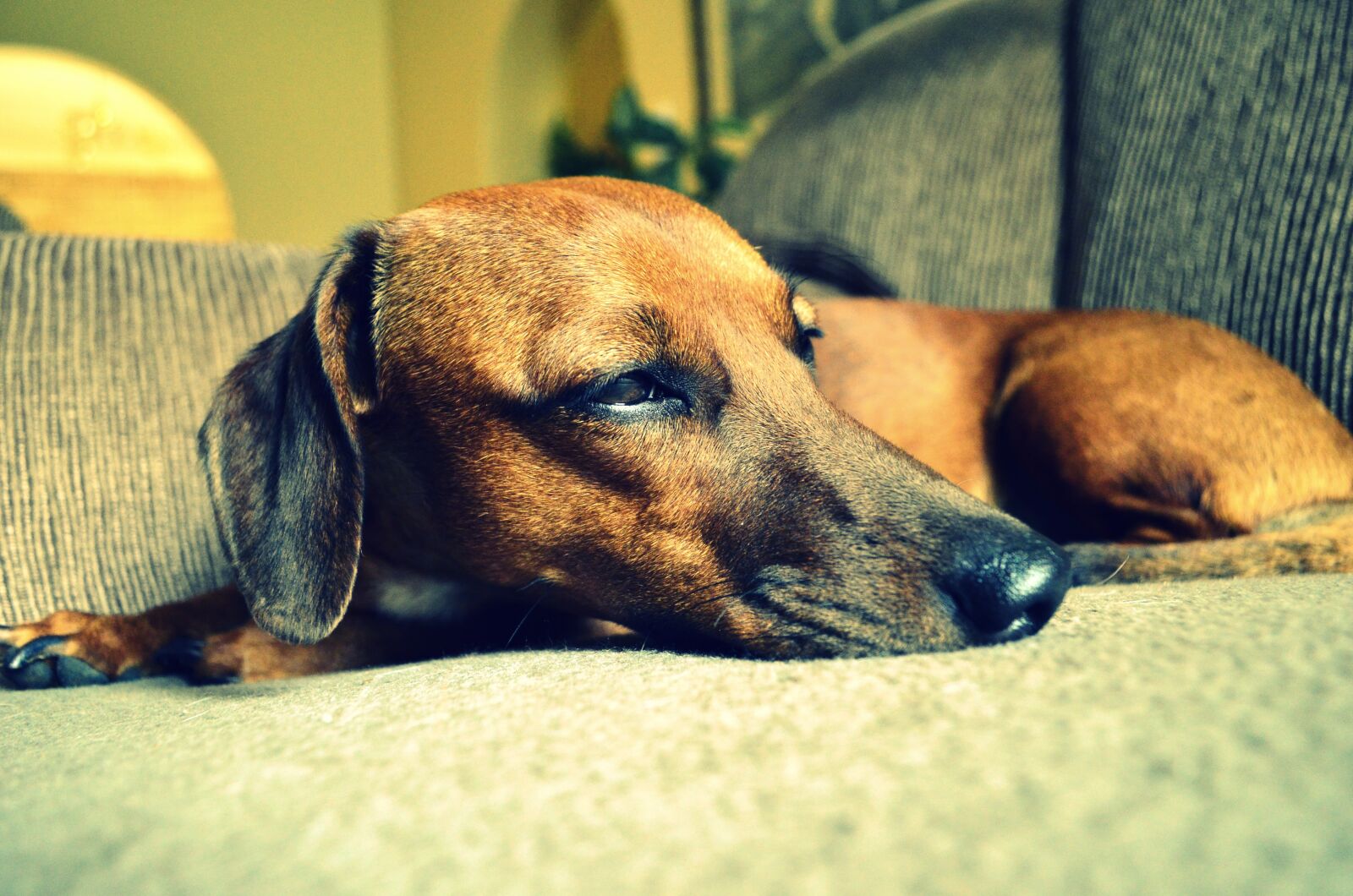 Nikon D5100 sample photo. Dog, puppy, cute photography