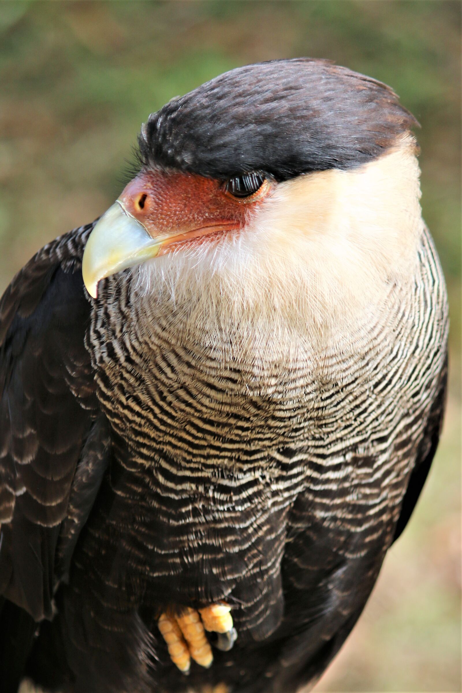 Canon EOS 70D sample photo. Caracara, falcon, bird of photography