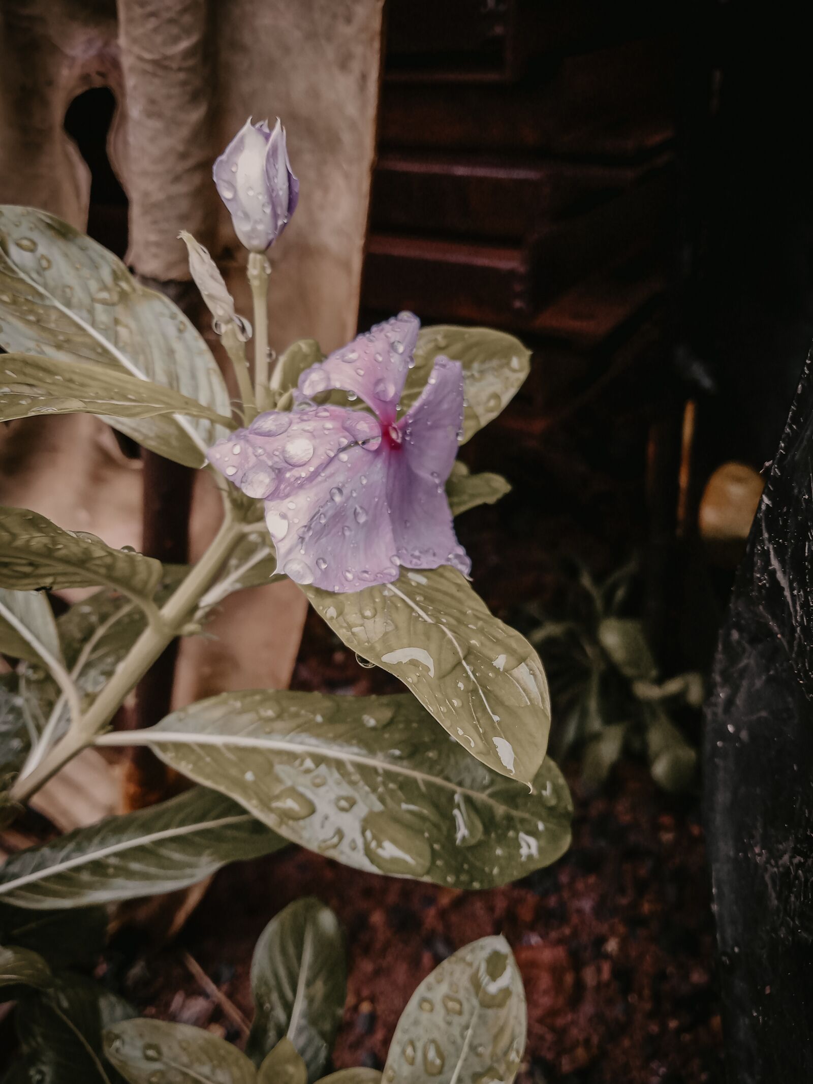 Realme C2 sample photo. Cinematic flowers, cinematic leaves photography