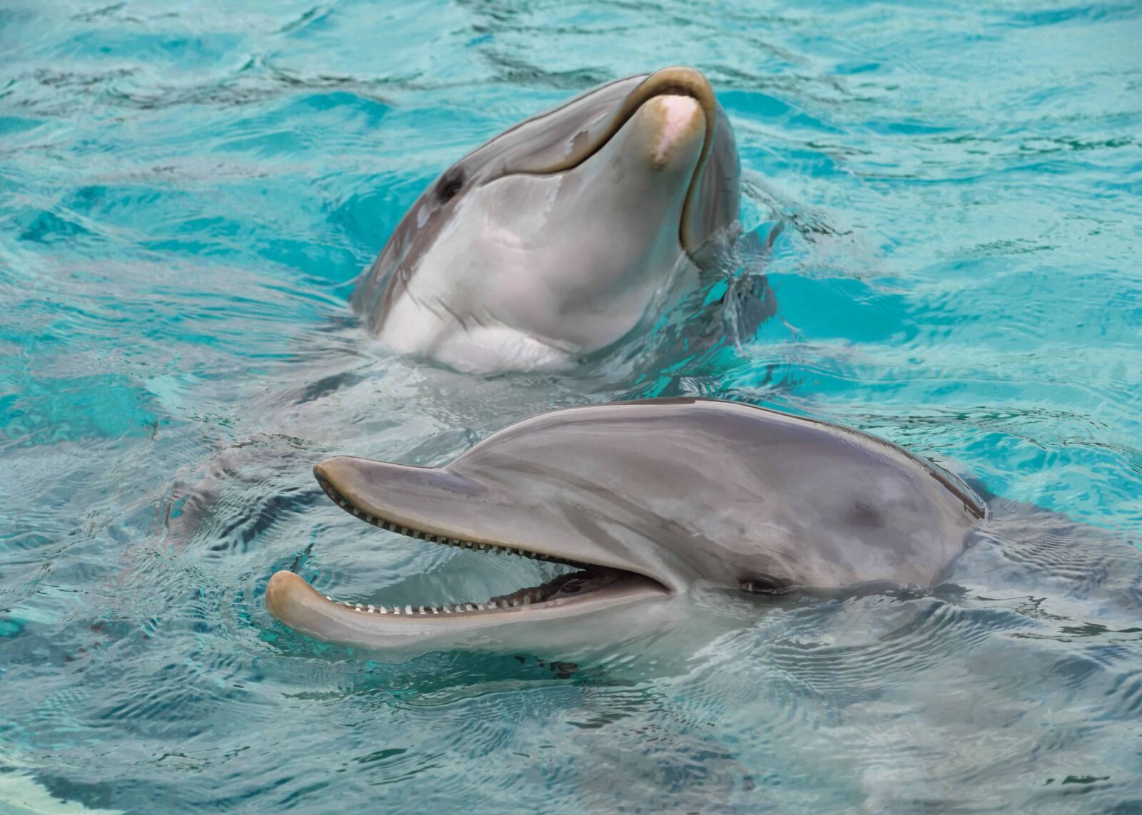 Nikon D500 sample photo. Ocean, underwater, water, dolphin photography