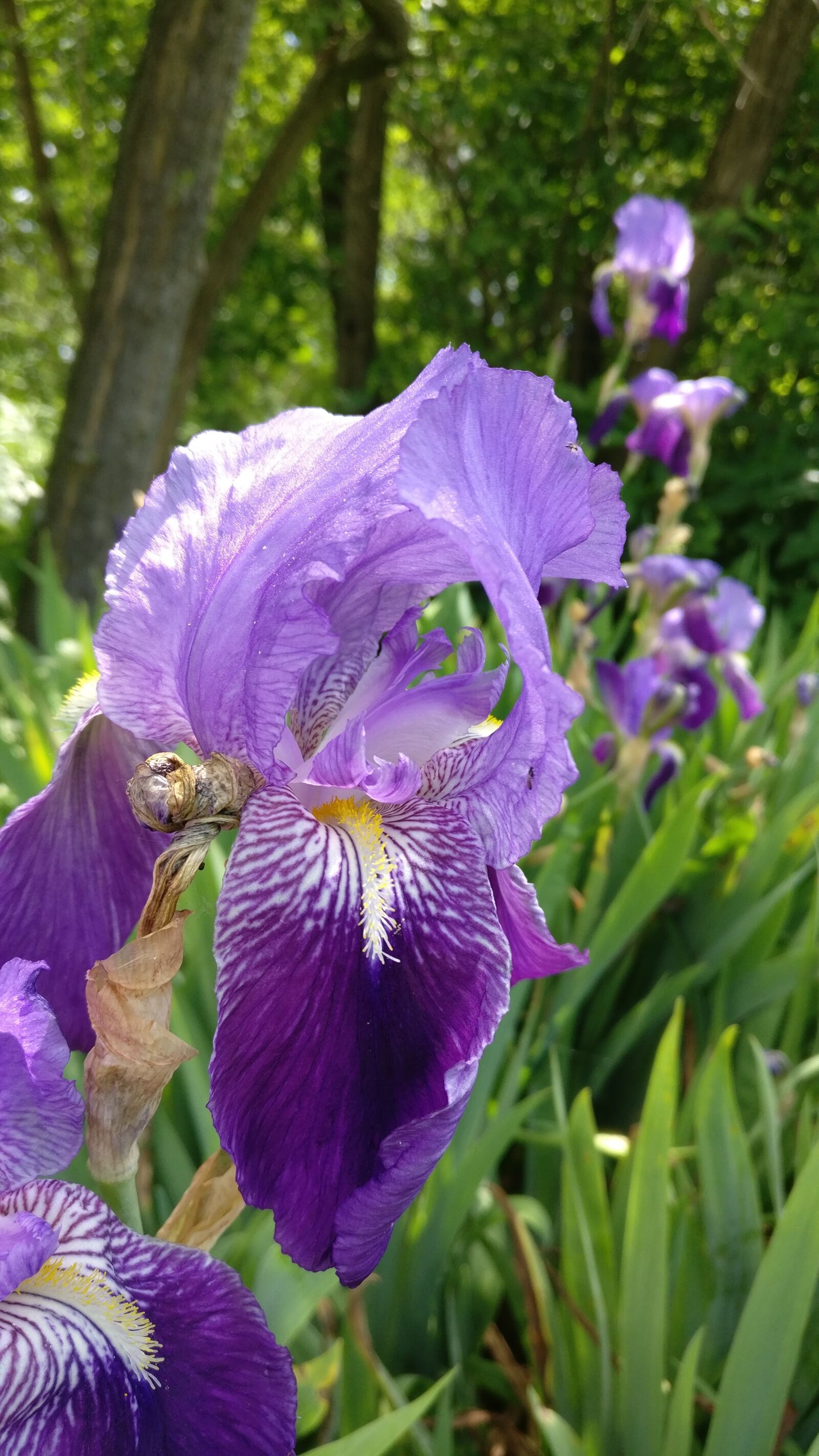 OnePlus A3003 sample photo. Flower, green, trees photography