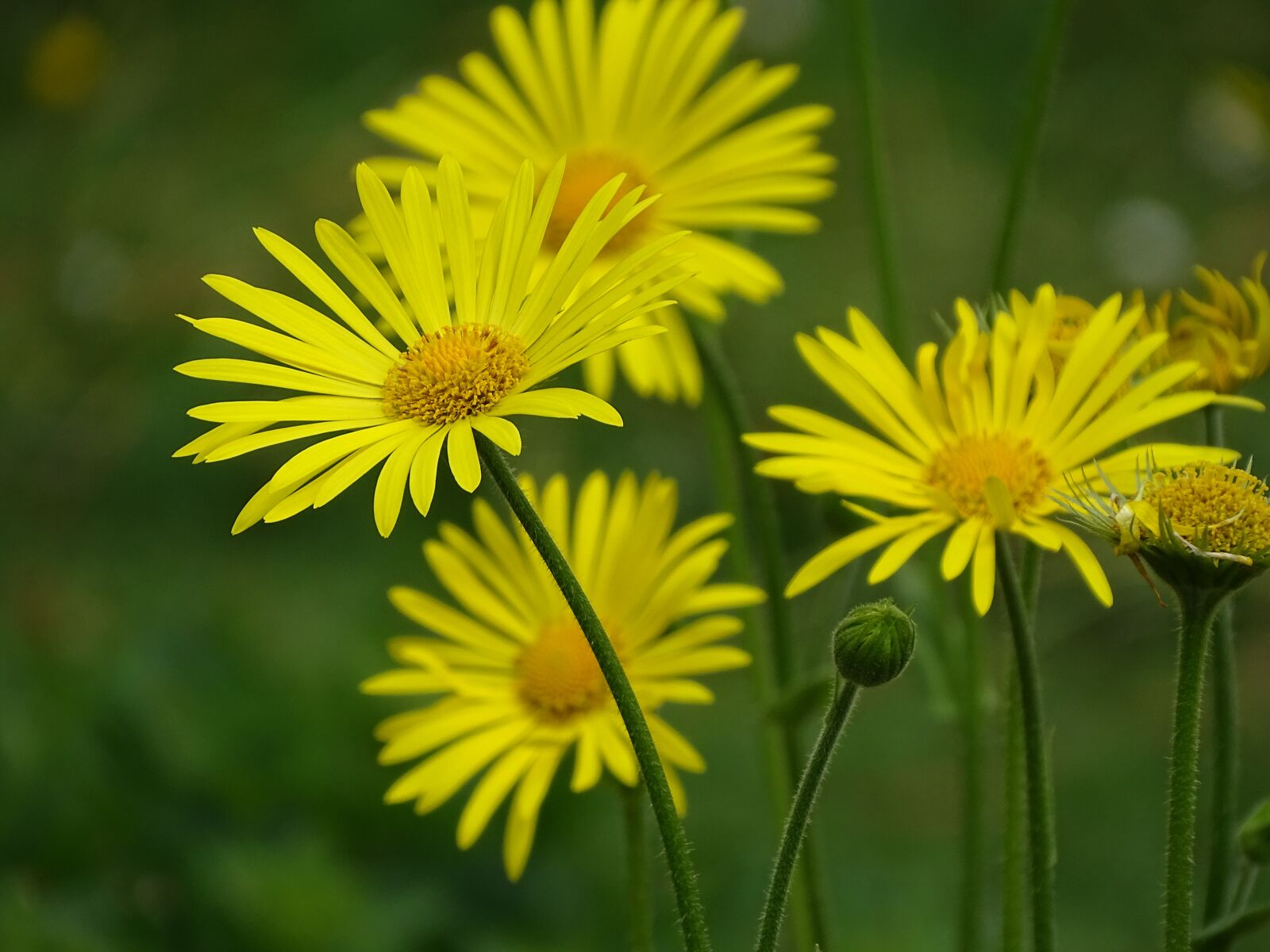 Sony Cyber-shot DSC-HX350 sample photo. Flowers, may, nature photography
