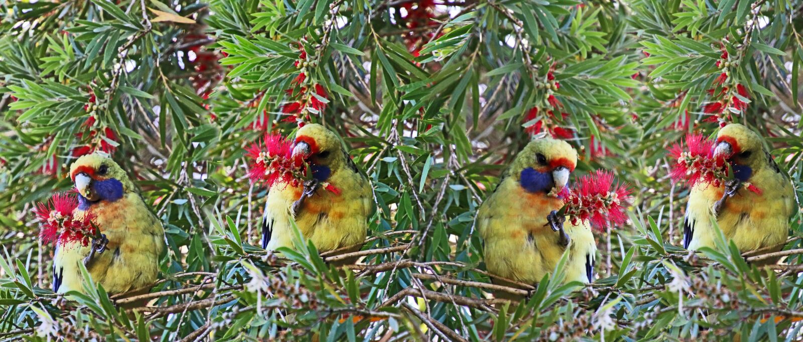 Canon EOS 800D (EOS Rebel T7i / EOS Kiss X9i) sample photo. Birds, australian, rosella photography
