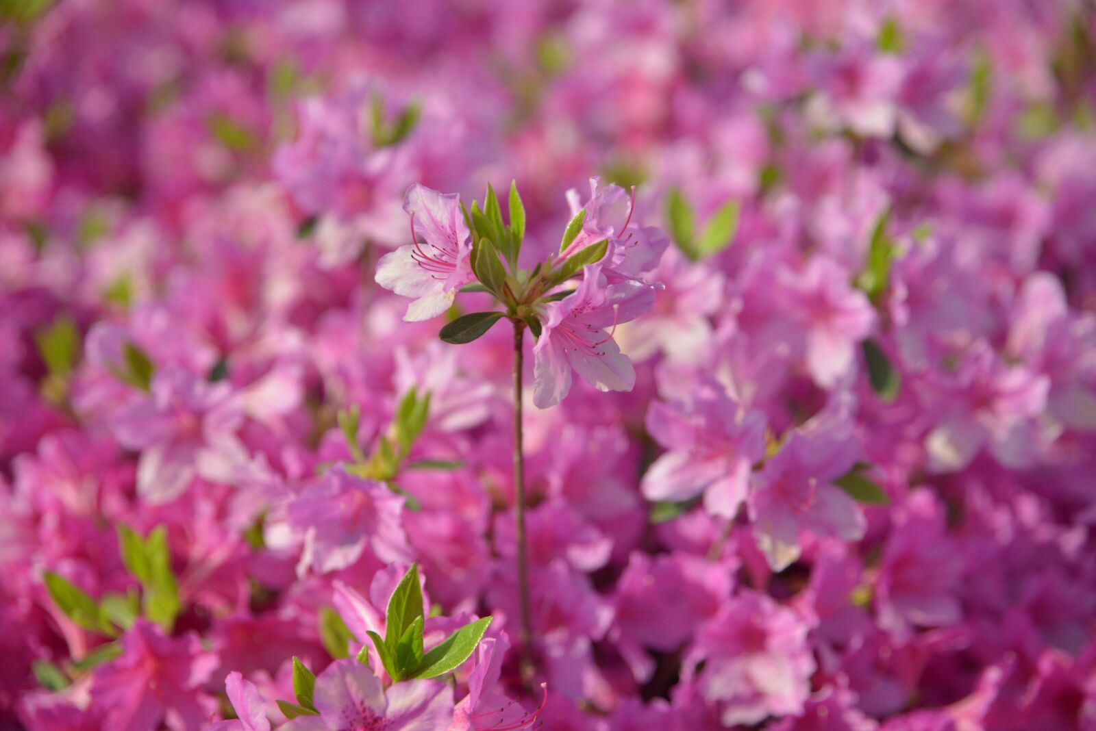 Nikon D800 sample photo. Azalea, pink, spring photography
