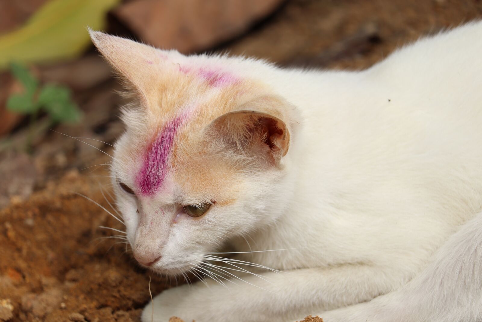 Canon EOS 250D (EOS Rebel SL3 / EOS Kiss X10 / EOS 200D II) sample photo. Kerala, village, cat photography