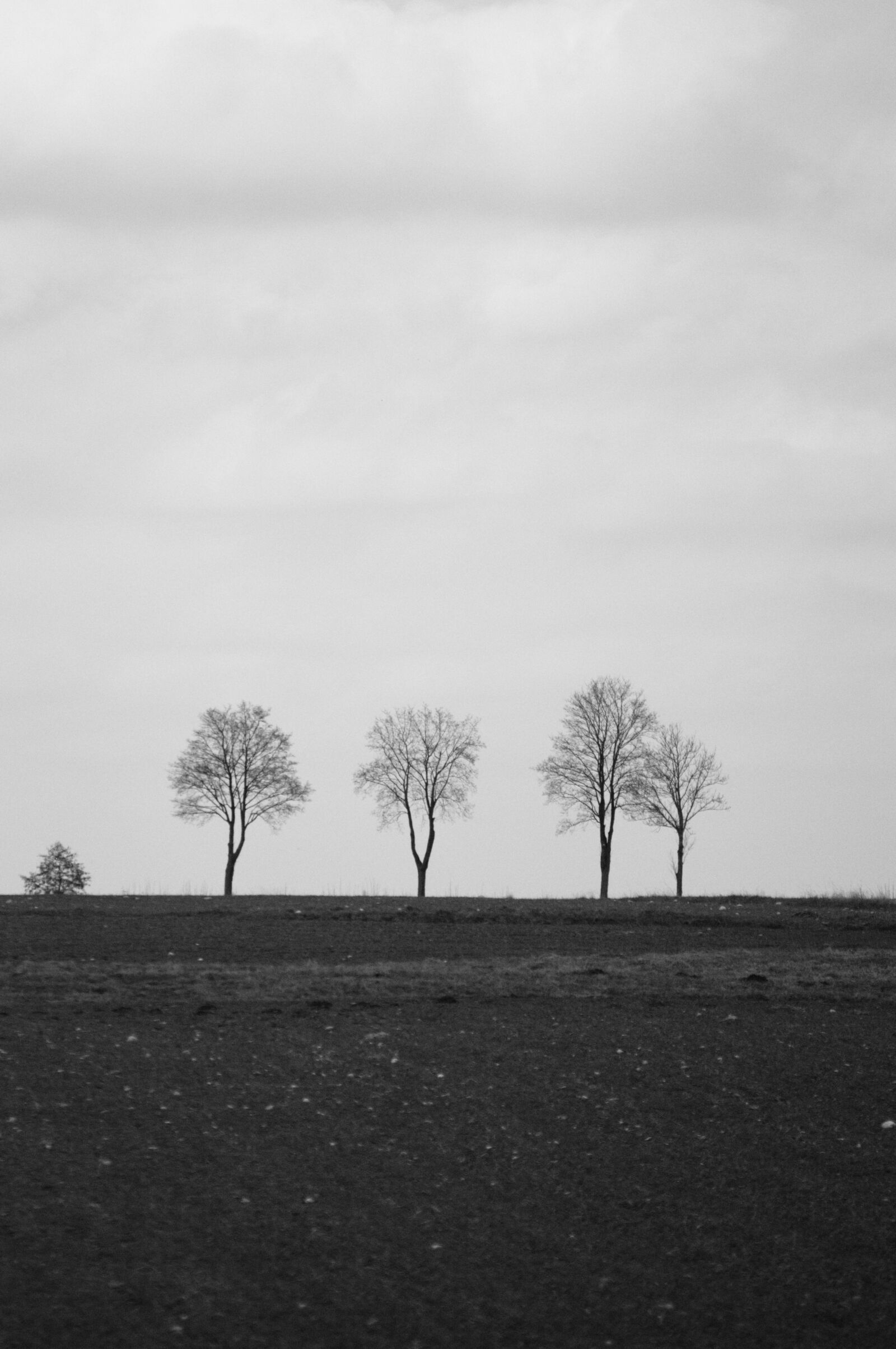Nikon D3200 sample photo. Bw, landscape, tree photography