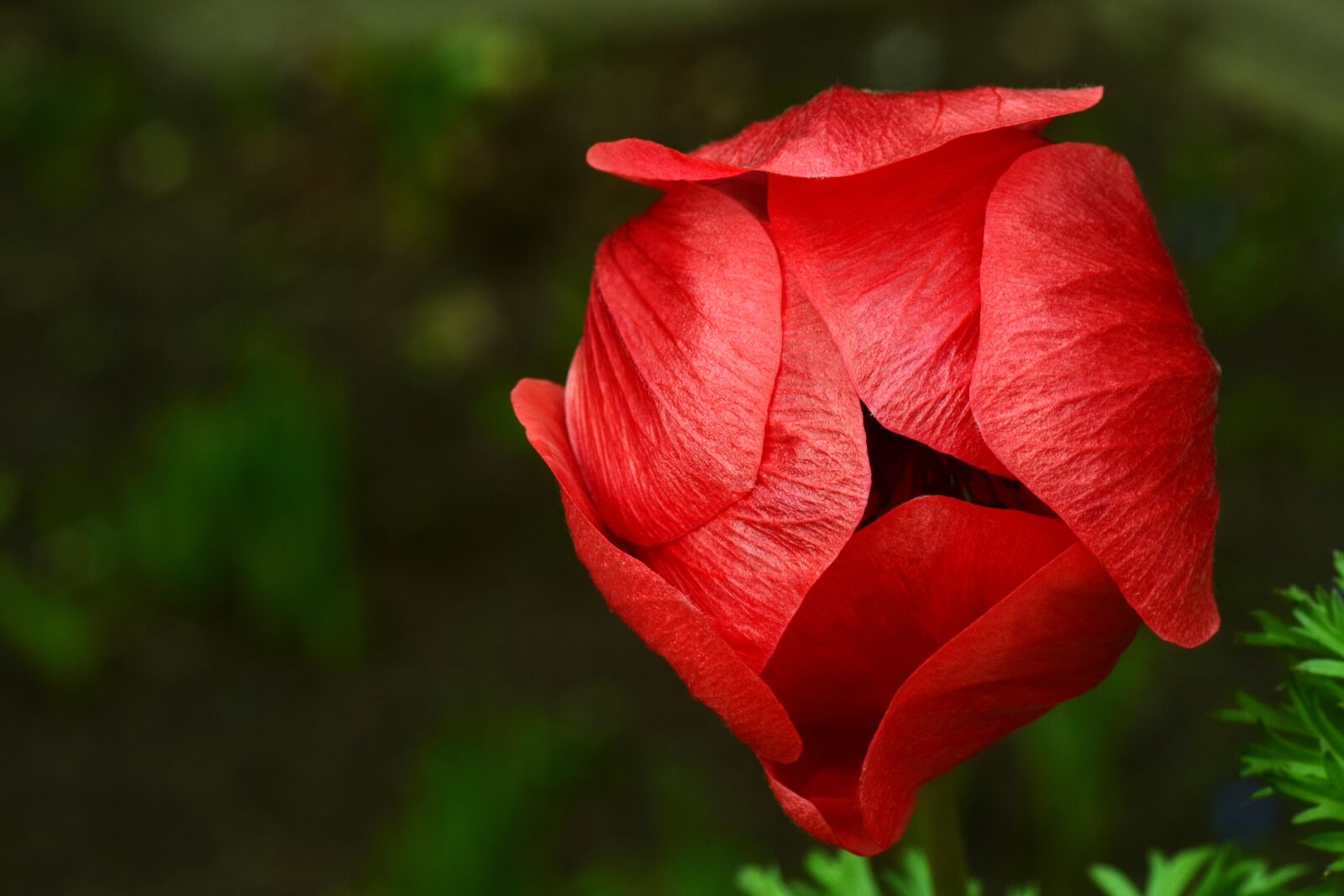 Nikon D3300 sample photo. Poppy, blossom, bloom photography