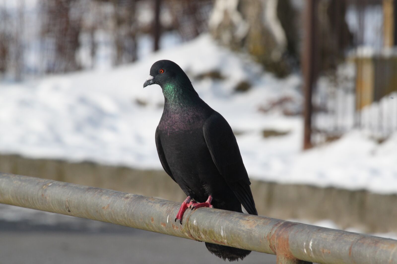 Canon EOS 500D (EOS Rebel T1i / EOS Kiss X3) sample photo. Dove, black, head photography