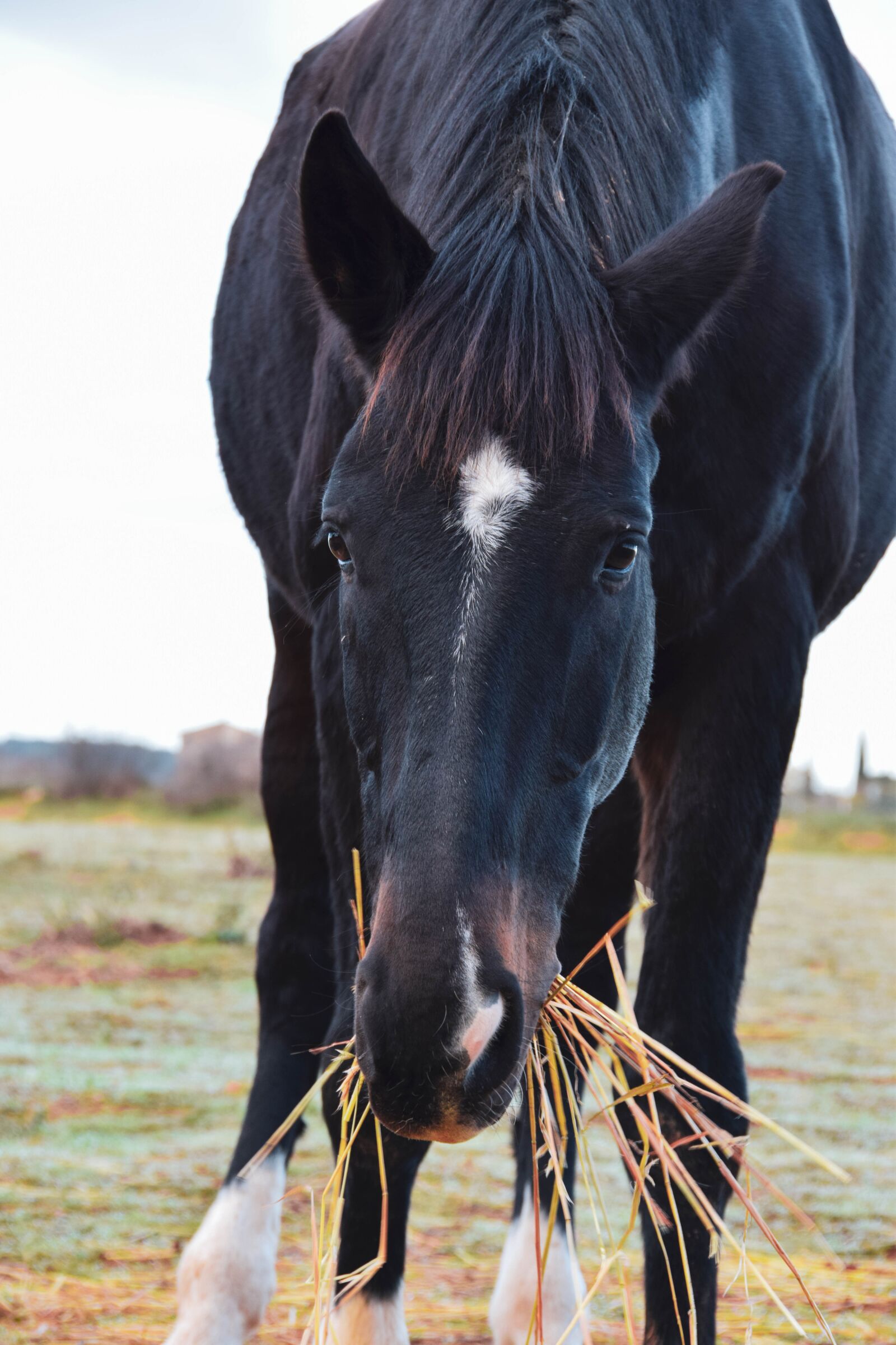 Nikon D5300 sample photo. Horse, equestrian, wild photography