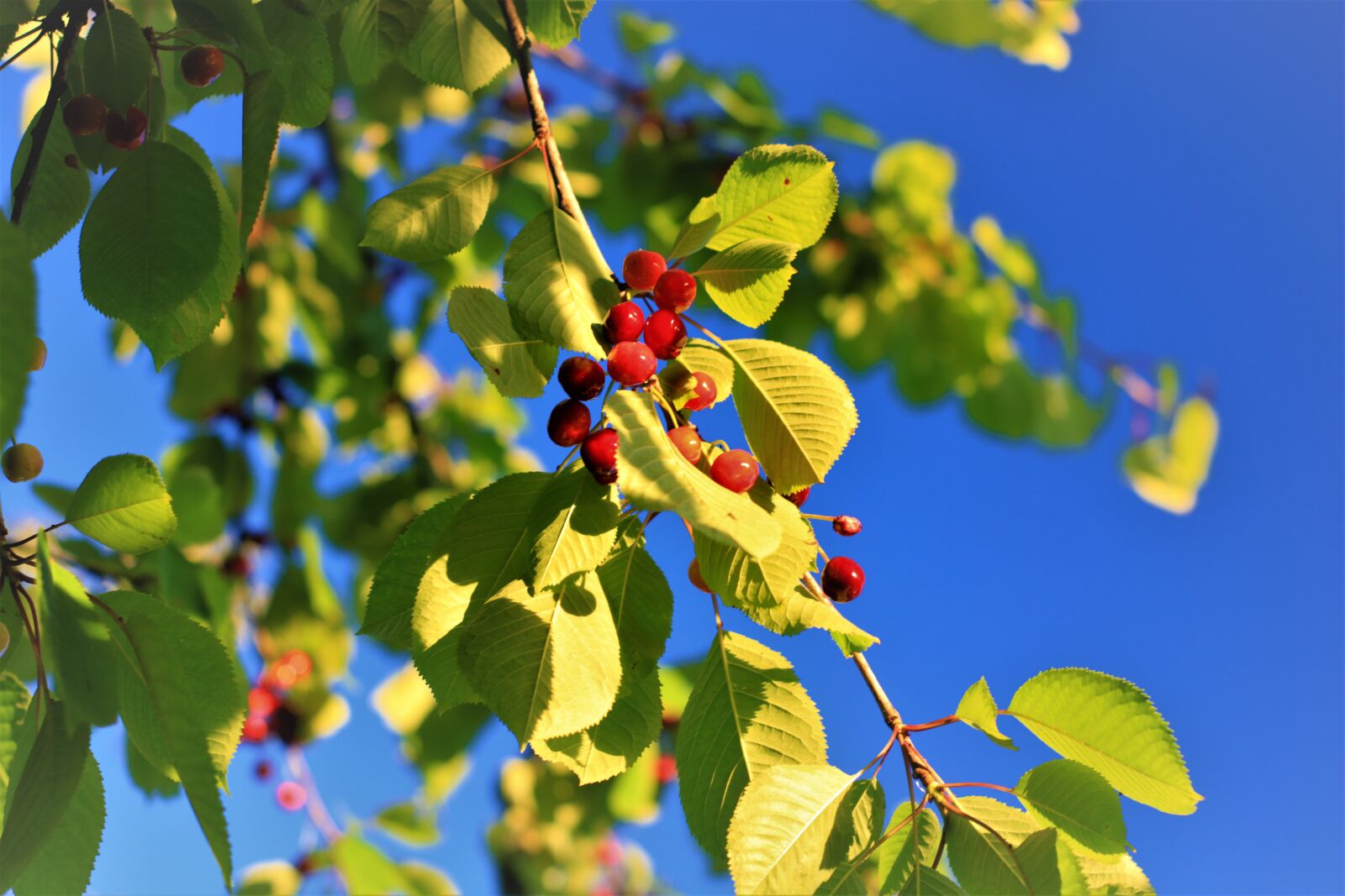 Canon EOS 750D (EOS Rebel T6i / EOS Kiss X8i) sample photo. Cherries, cherry, tree photography