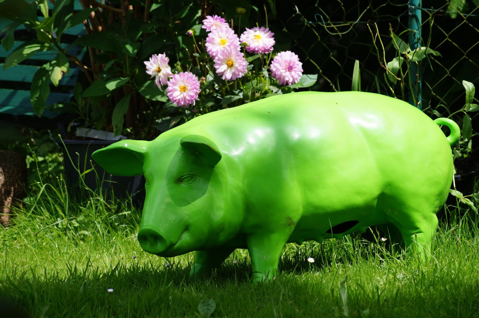 Sony SLT-A58 + Sony DT 55-200mm F4-5.6 SAM sample photo. Pig, green, nature photography
