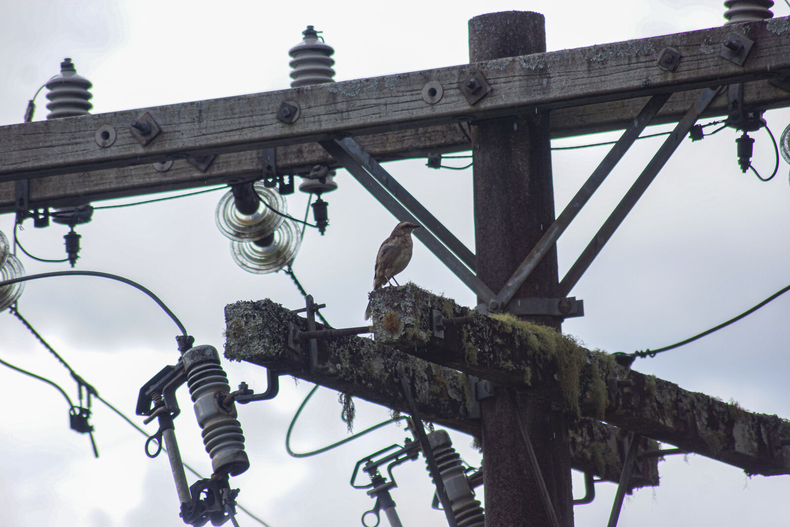 Sony SLT-A65 (SLT-A65V) sample photo