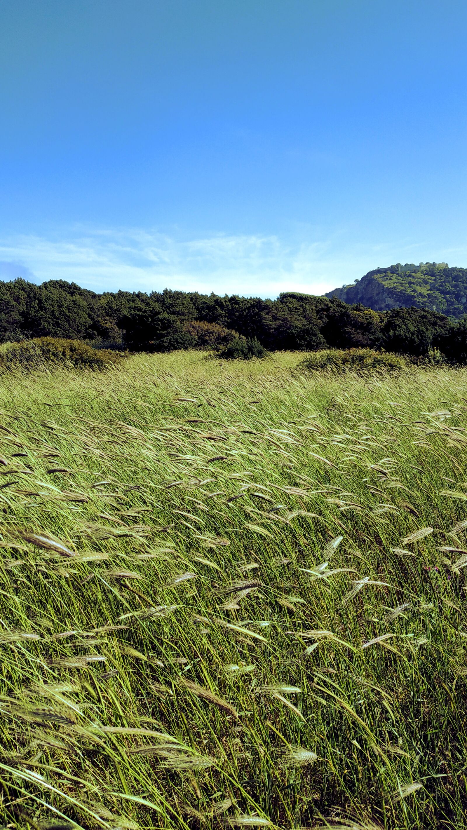 Xiaomi Redmi Note 5 sample photo. Nature, straw, sky photography