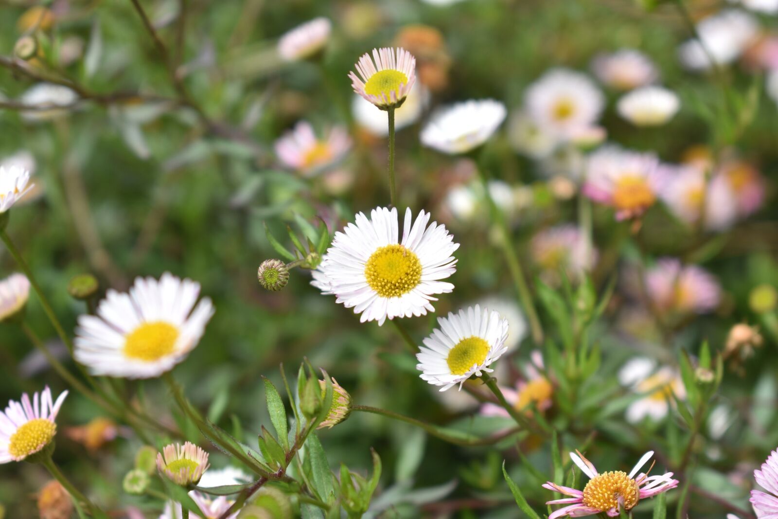 Nikon D3400 sample photo. Daisy flowers, flowers, daisy photography