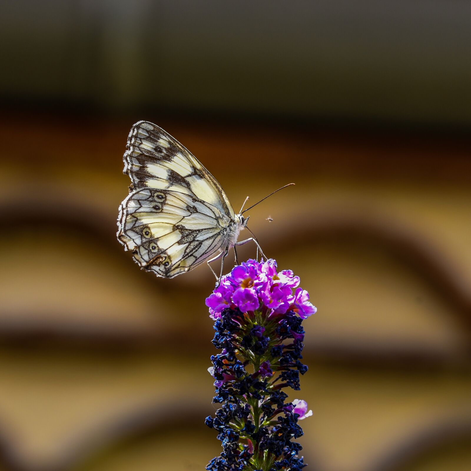 Nikon D750 sample photo. Butterfly, flower, white photography