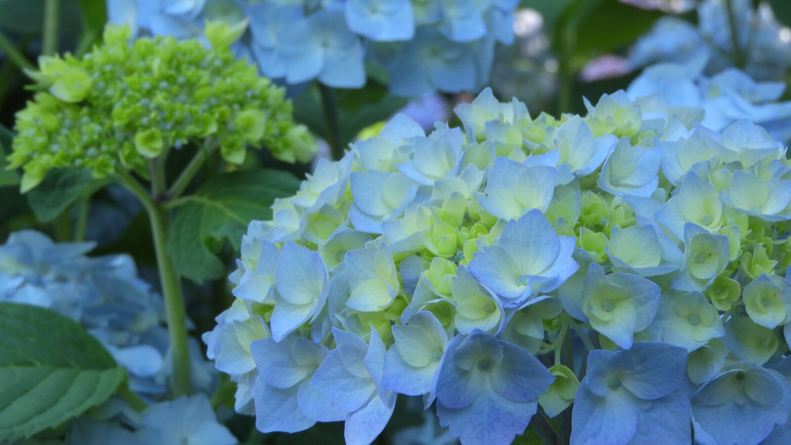 Nikon Coolpix P610 sample photo. Hydrangea, flower, inflorescence photography