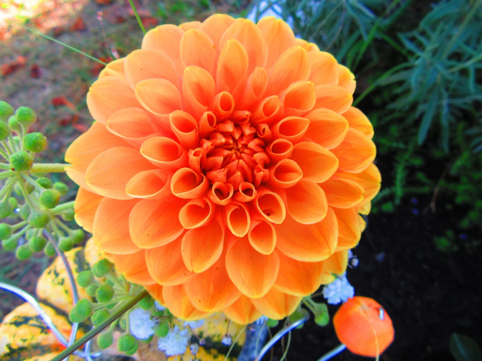 Canon PowerShot SX610 HS sample photo. Macro, flower, zinnia photography