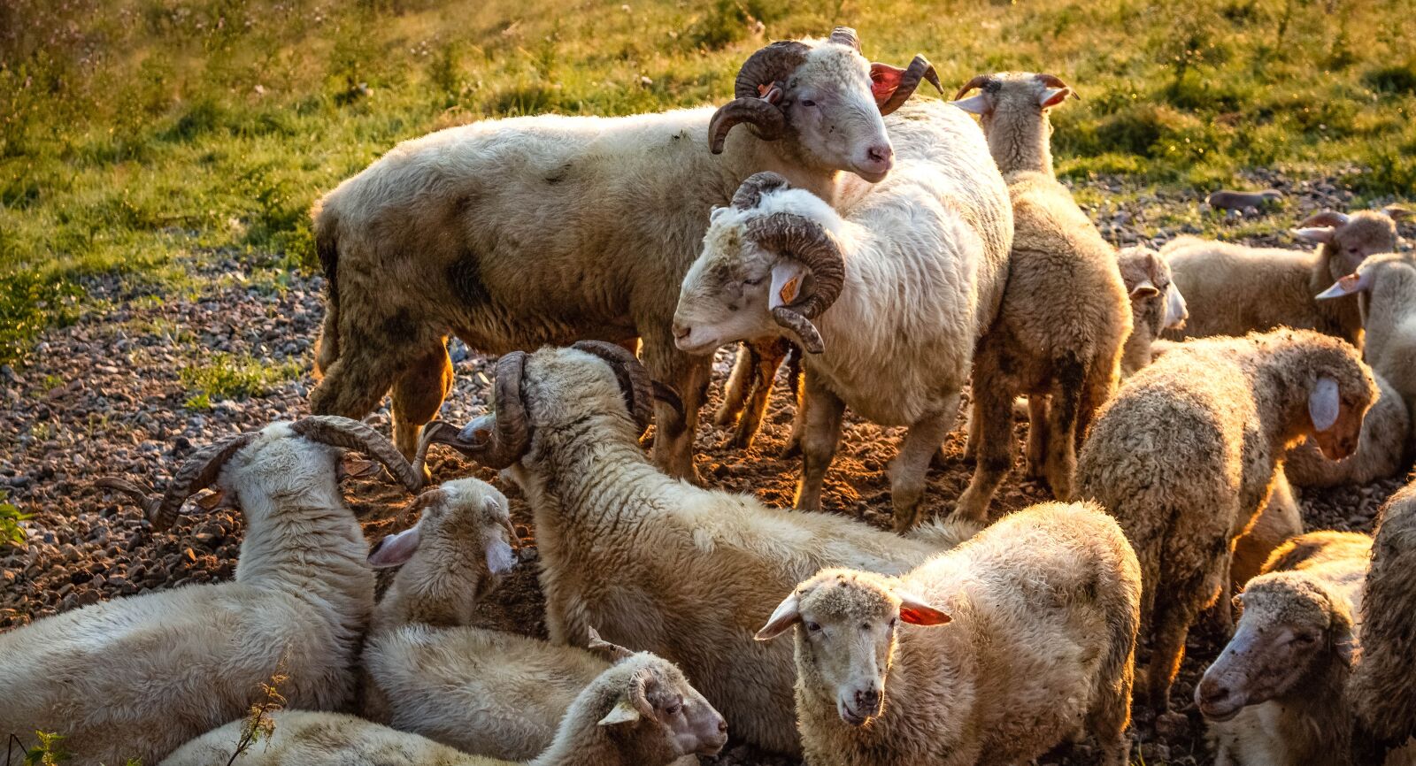 Canon EOS 700D (EOS Rebel T5i / EOS Kiss X7i) sample photo. Sheep, animals, wool photography