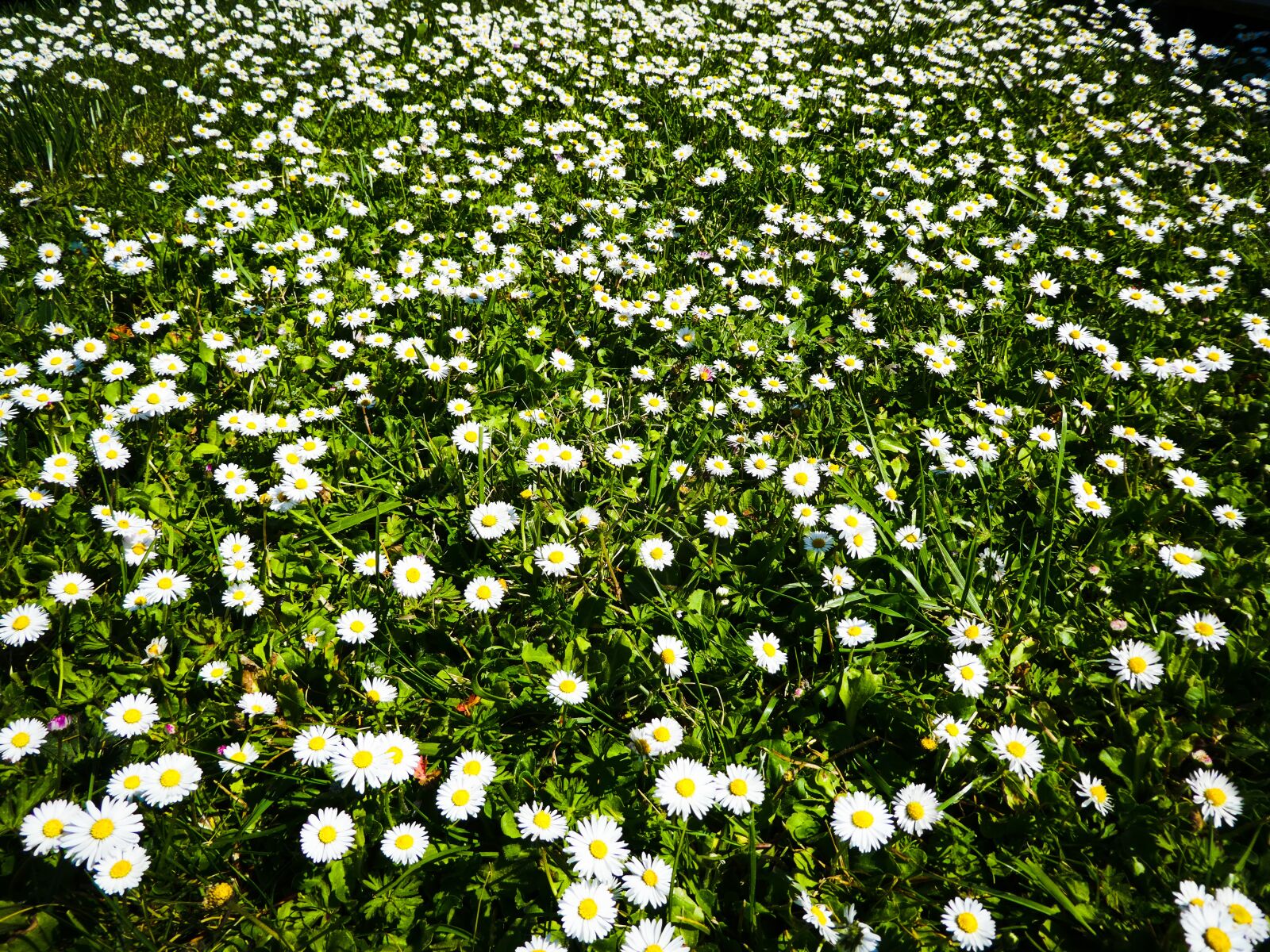 Panasonic Lumix DMC-ZS60 (Lumix DMC-TZ80) sample photo. Daisies, spring, summer photography