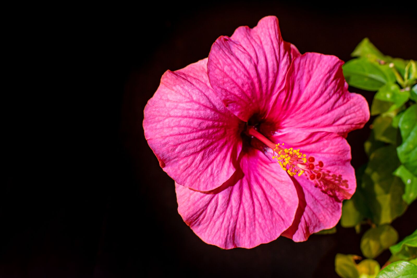 Nikon D5300 sample photo. Flower, hibiscus, petals photography
