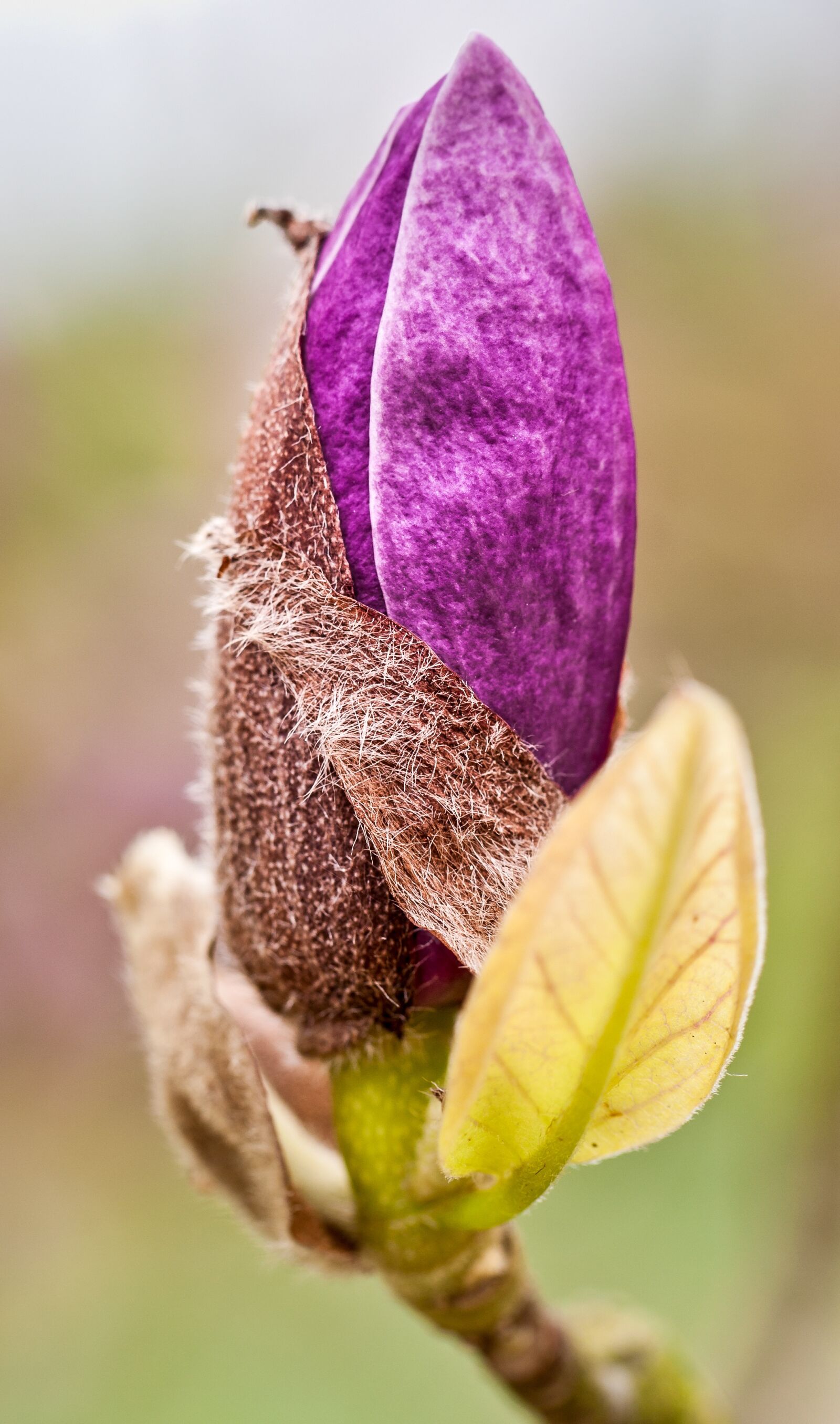 Nikon D90 sample photo. Botanical garden, flower, blossom photography