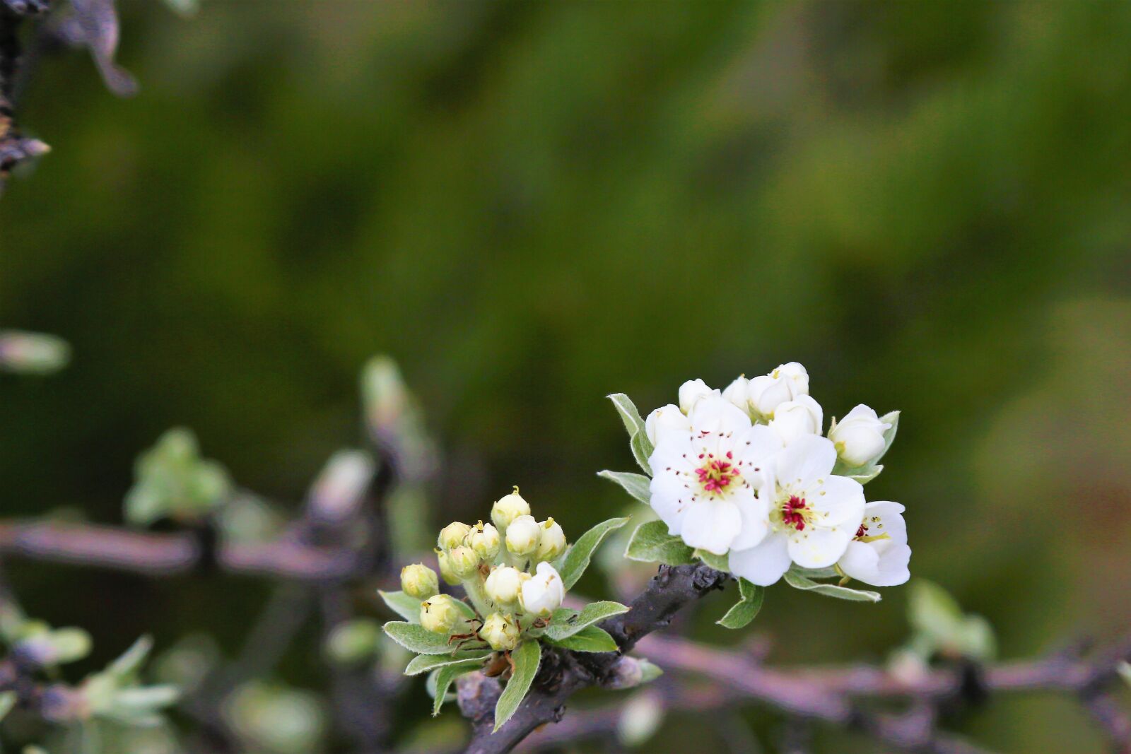Canon EOS 5D Mark III sample photo. Flower, nature, spring photography