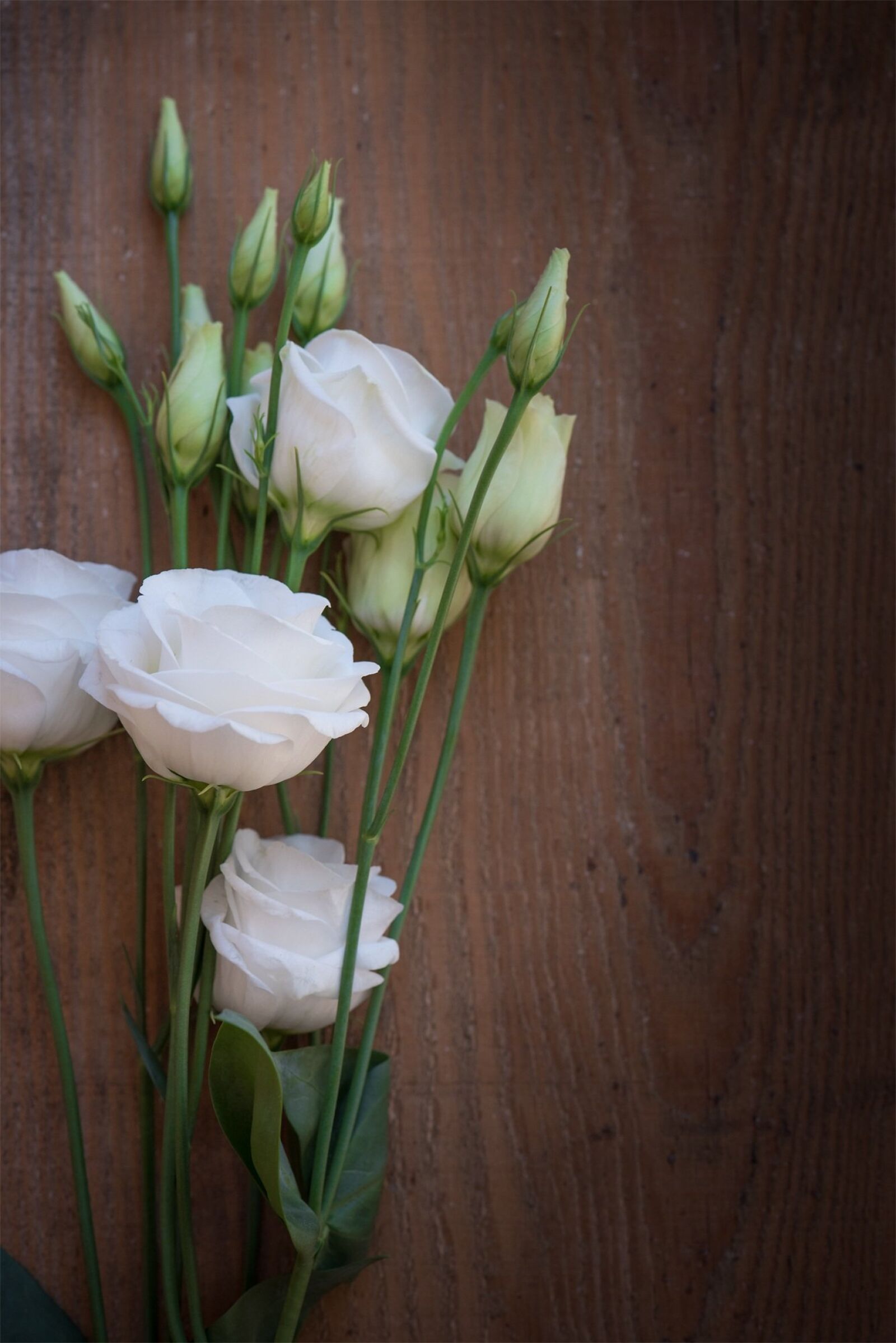 Nikon D750 sample photo. Lisianthus, flower, blossom photography