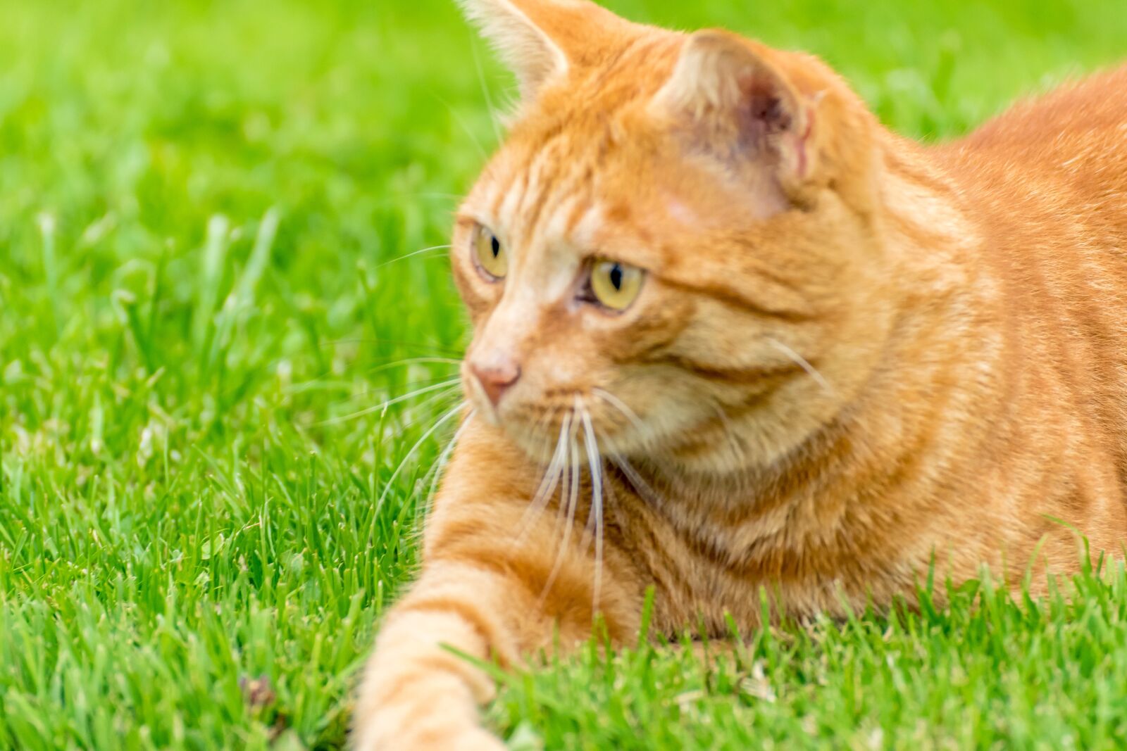 Tamron SP 70-300mm F4-5.6 Di VC USD sample photo. Cat, red white, hunts photography