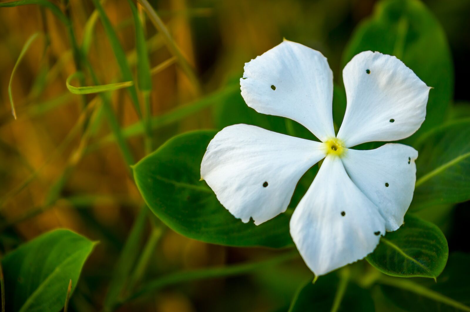Nikon D3200 sample photo. Flower, green, nature photography