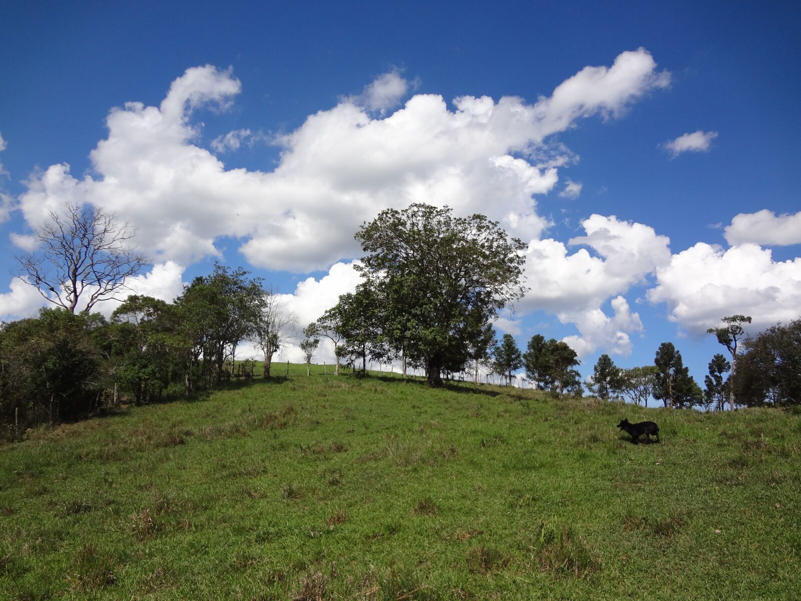 Sony DSC-WX9 sample photo. Nature, farm, blue sky photography
