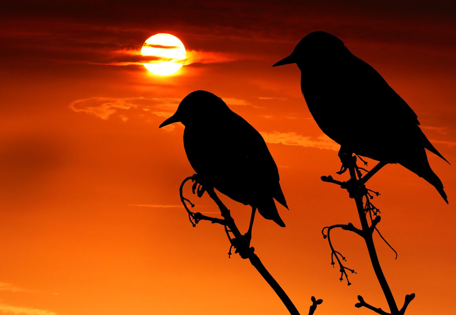Panasonic Lumix DMC-FZ200 sample photo. Sunset, birds, branch photography
