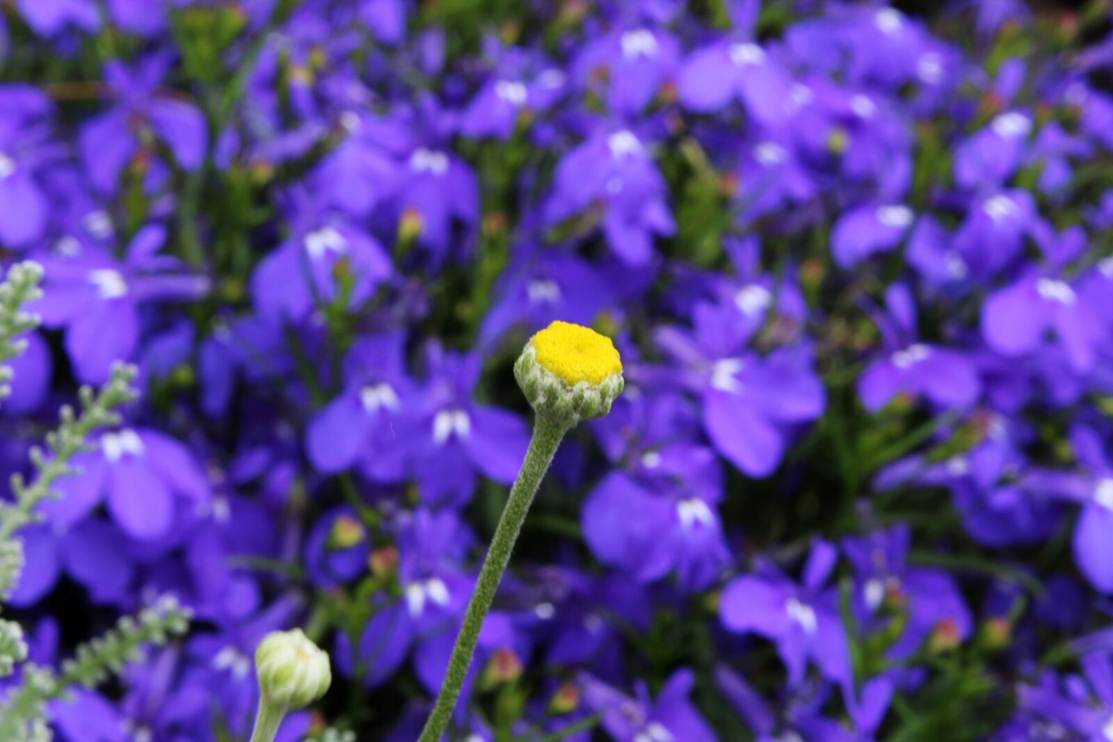 Canon EOS 1300D (EOS Rebel T6 / EOS Kiss X80) sample photo. Geese flower, flower, plant photography