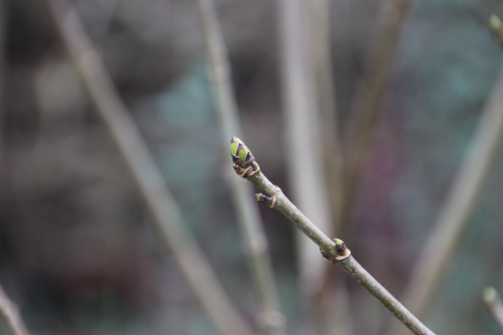 Canon EOS 700D (EOS Rebel T5i / EOS Kiss X7i) sample photo. Ieper, nature, button photography