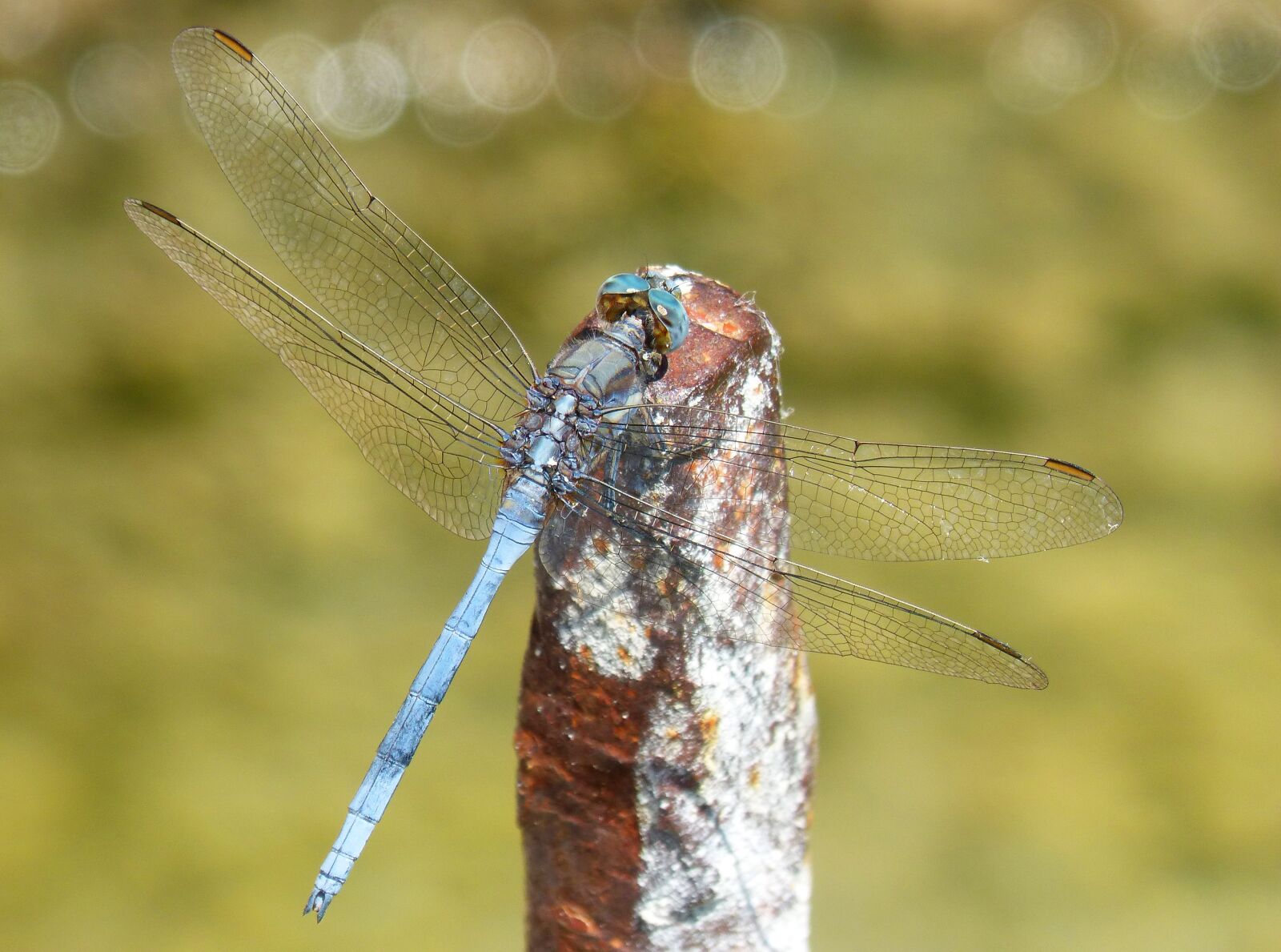 Panasonic DMC-FZ62 sample photo. Blue dragonfly, raft, orthetrum photography